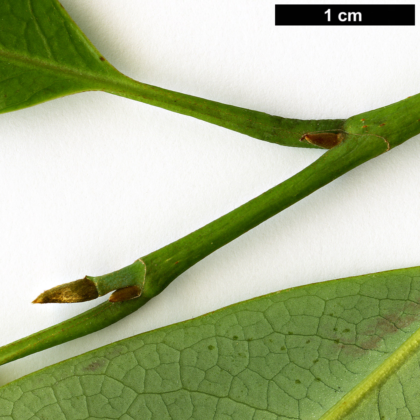 High resolution image: Family: Magnoliaceae - Genus: Magnolia - Taxon: ernestii