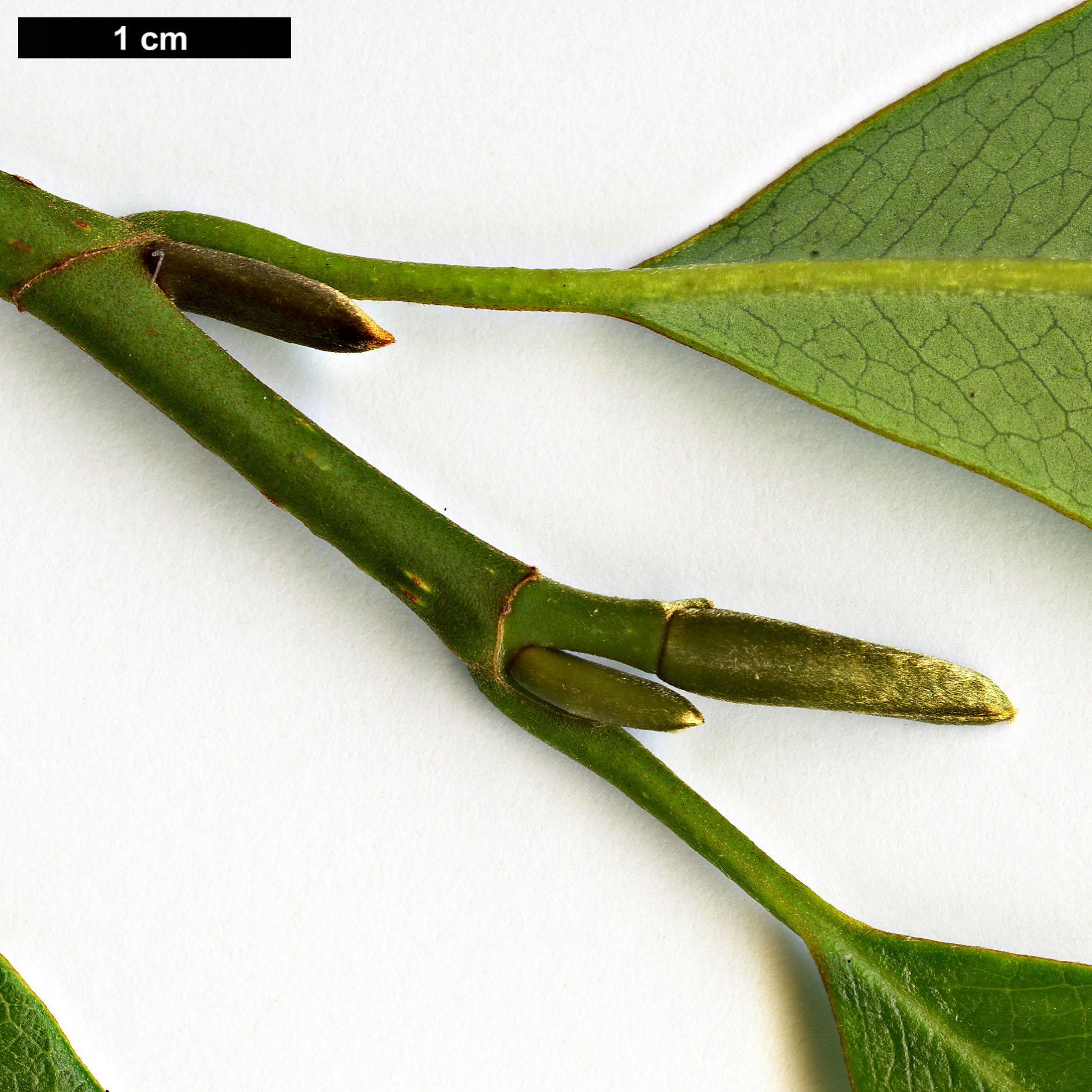 High resolution image: Family: Magnoliaceae - Genus: Magnolia - Taxon: ernestii