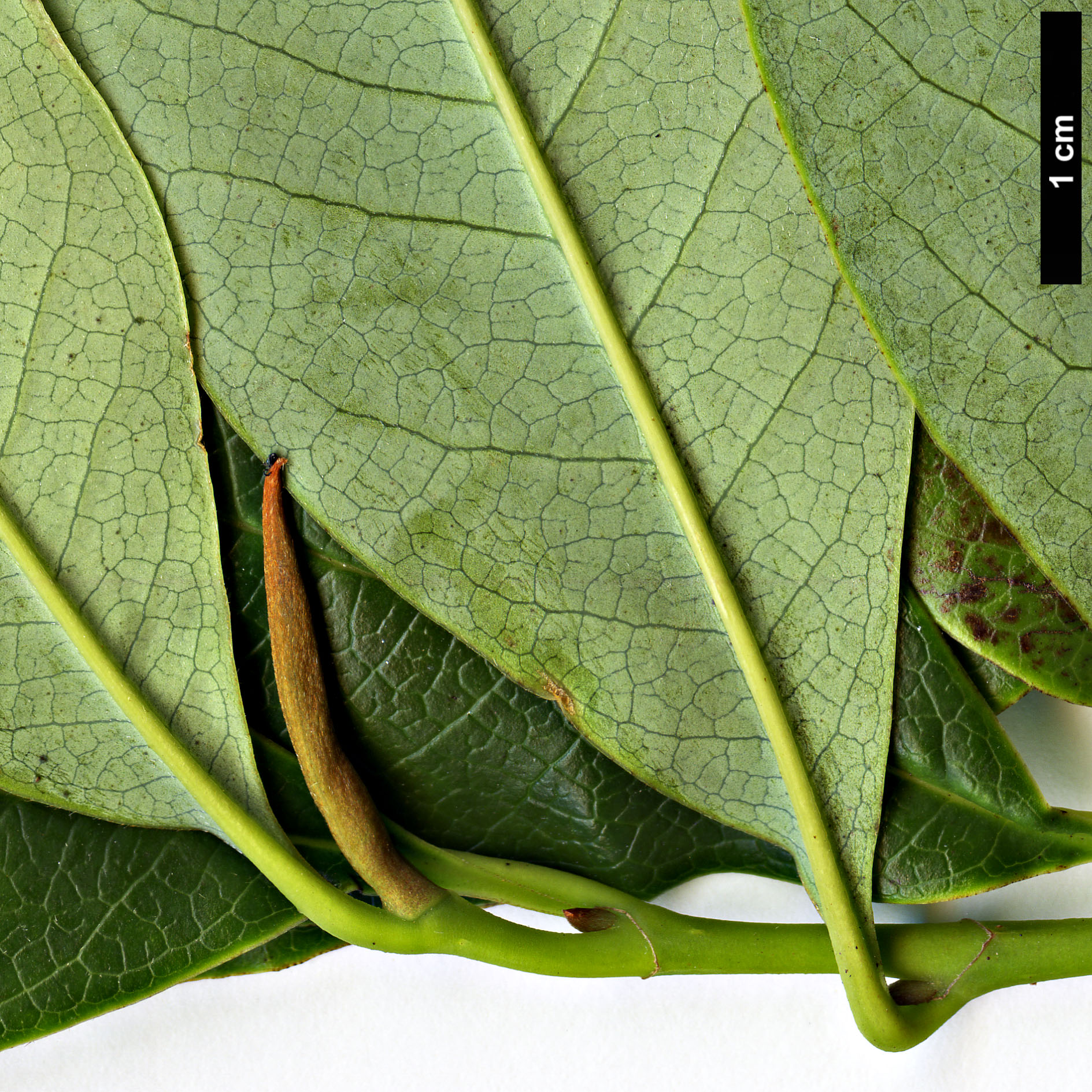 High resolution image: Family: Magnoliaceae - Genus: Magnolia - Taxon: ernestii