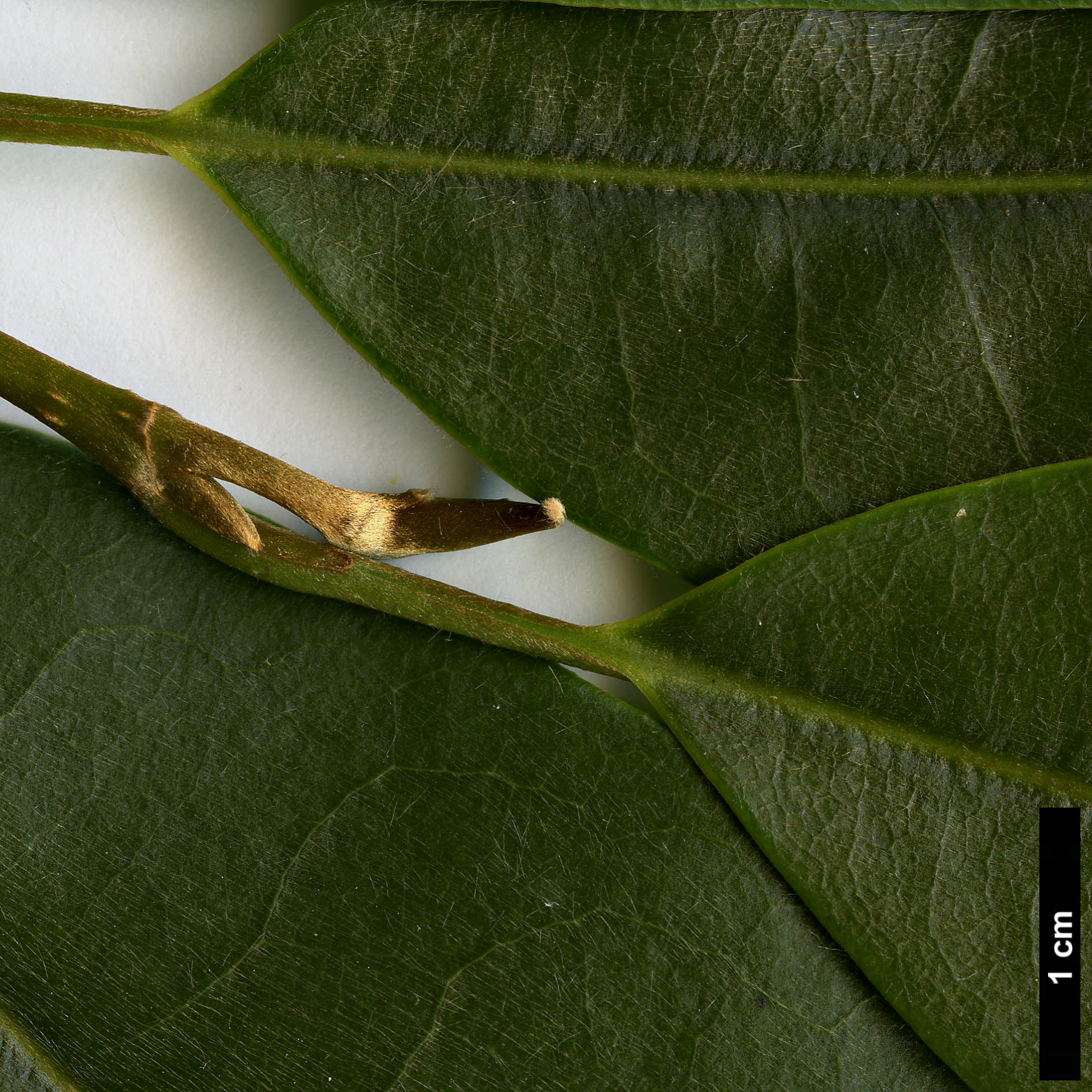 High resolution image: Family: Magnoliaceae - Genus: Magnolia - Taxon: floribunda