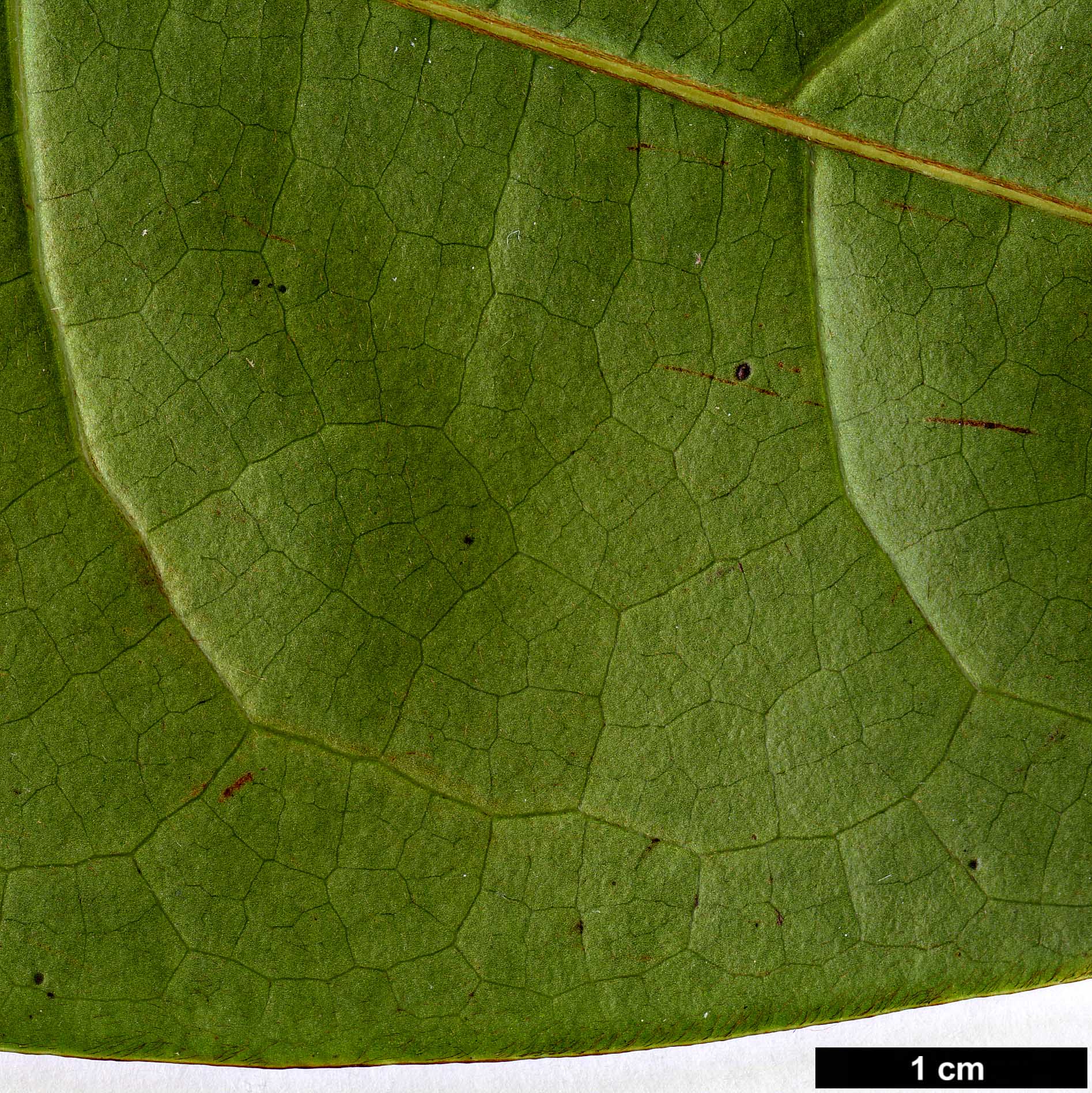 High resolution image: Family: Magnoliaceae - Genus: Magnolia - Taxon: foveolata