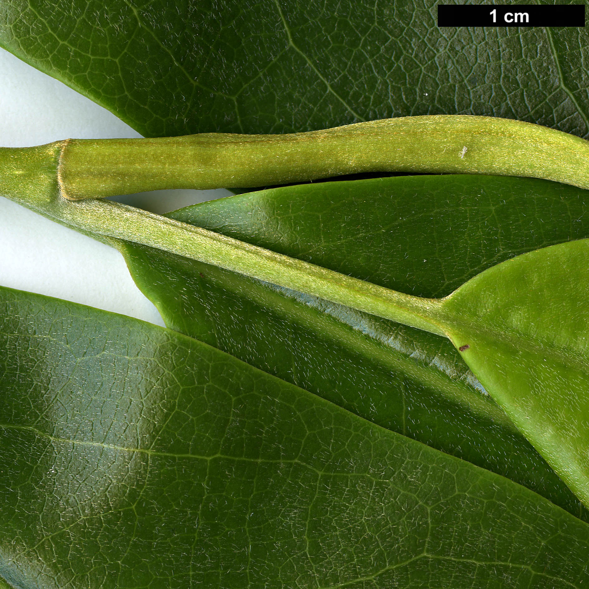 High resolution image: Family: Magnoliaceae - Genus: Magnolia - Taxon: foveolata