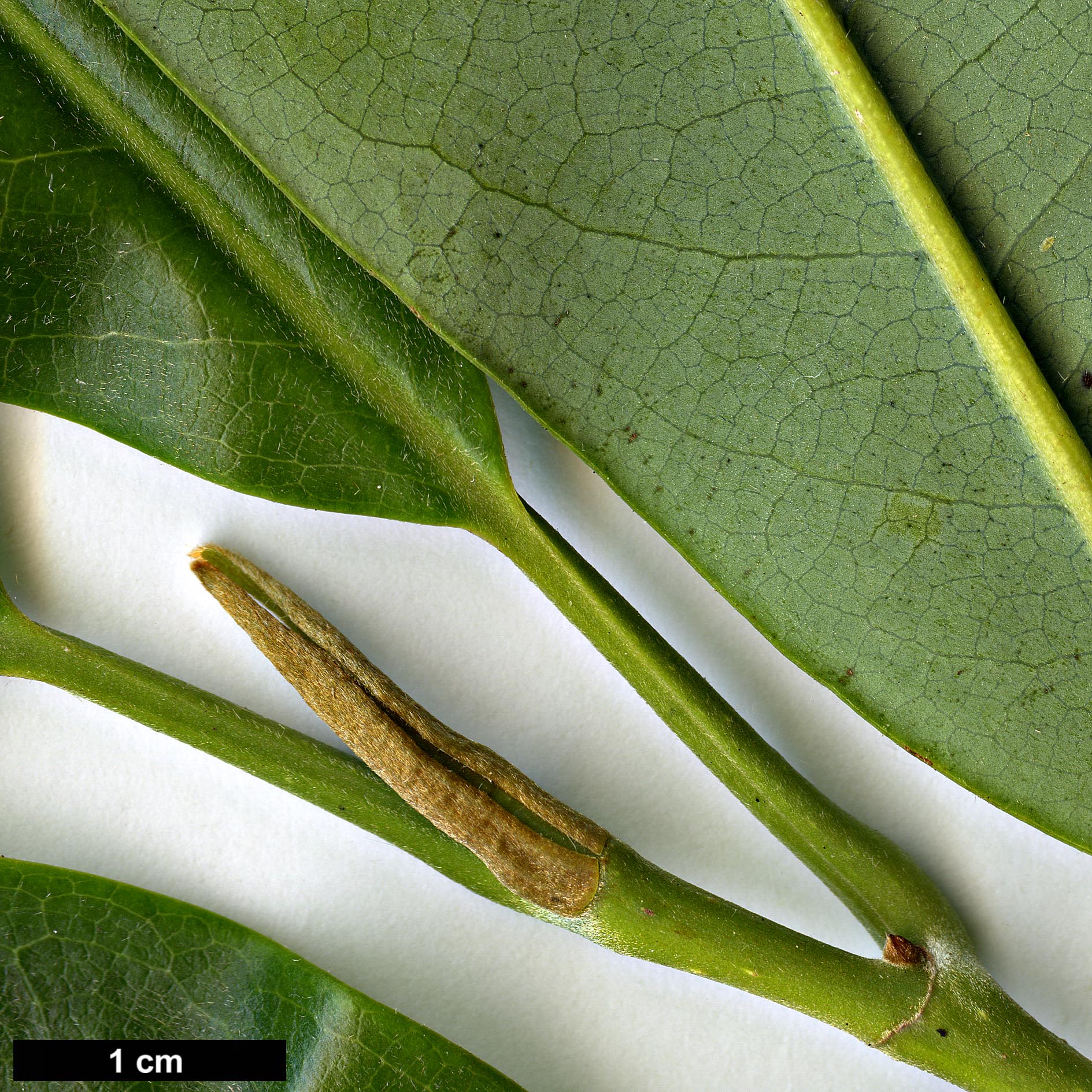 High resolution image: Family: Magnoliaceae - Genus: Magnolia - Taxon: foveolata