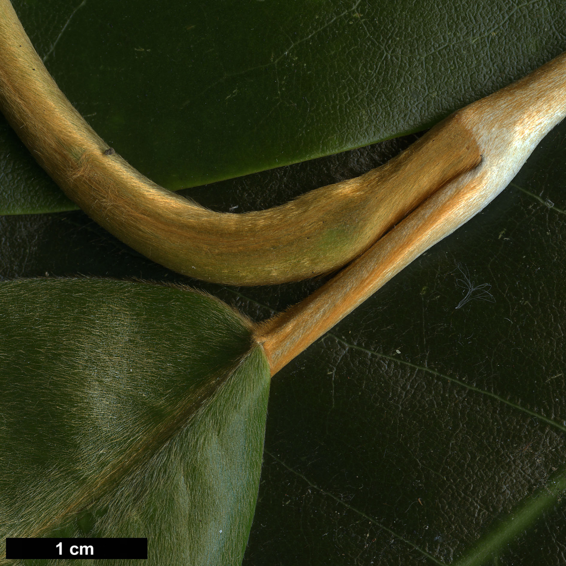 High resolution image: Family: Magnoliaceae - Genus: Magnolia - Taxon: foveolata