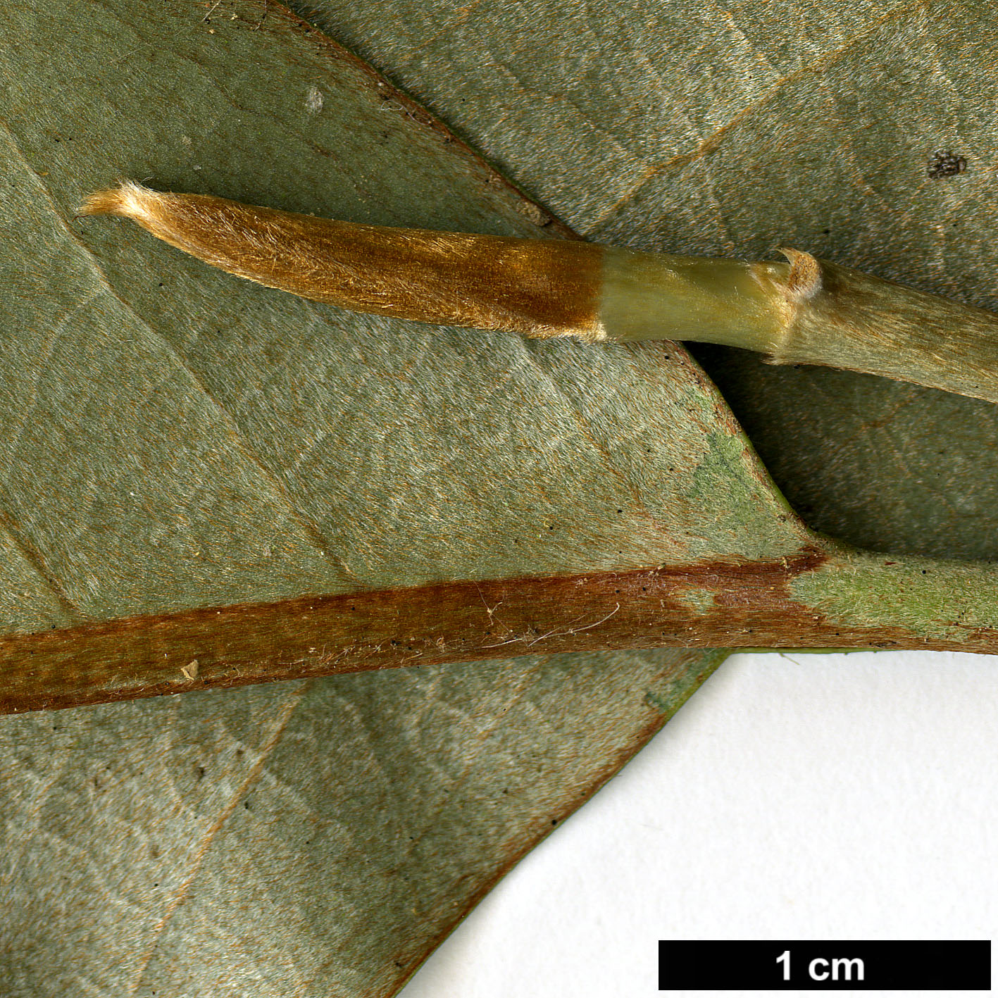 High resolution image: Family: Magnoliaceae - Genus: Magnolia - Taxon: foveolata