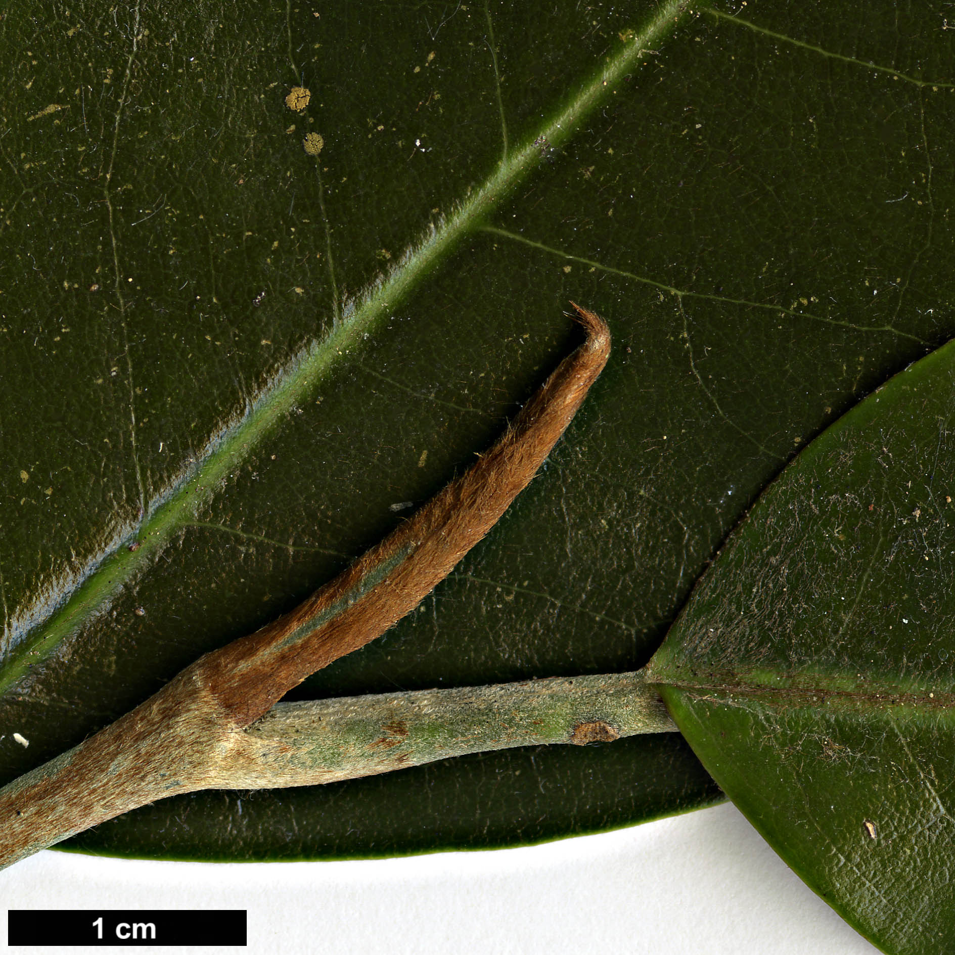 High resolution image: Family: Magnoliaceae - Genus: Magnolia - Taxon: foveolata