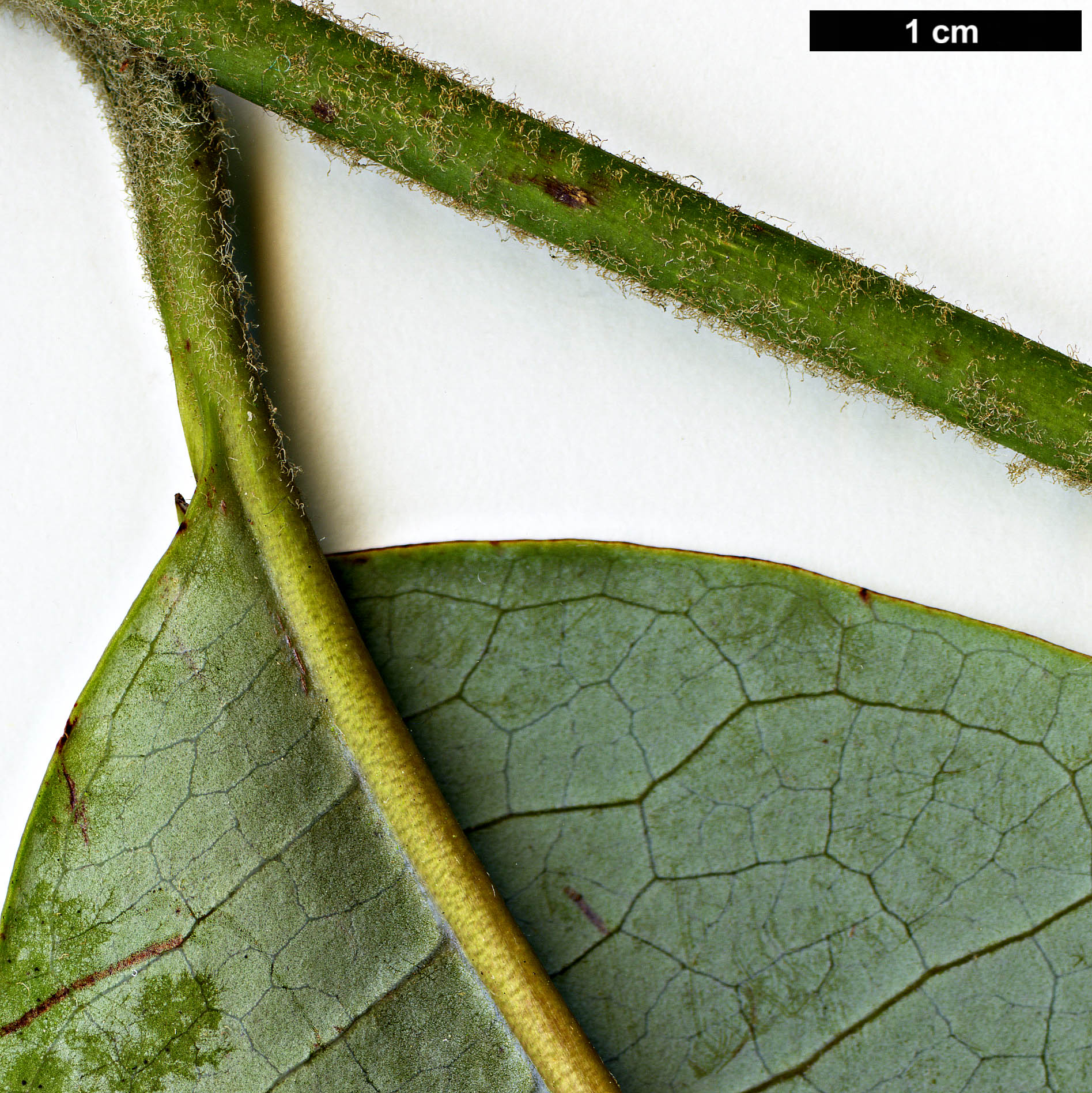 High resolution image: Family: Magnoliaceae - Genus: Magnolia - Taxon: fulva