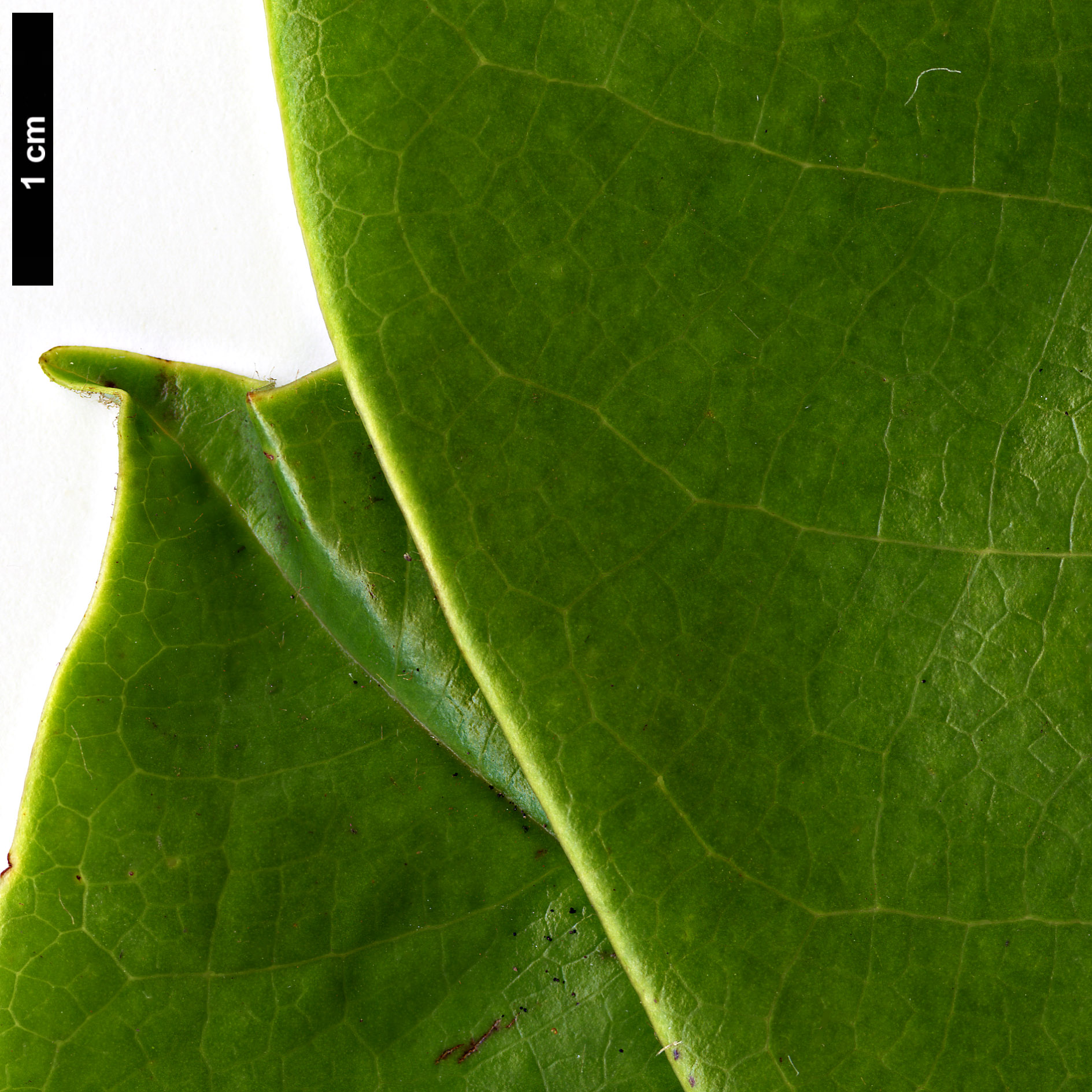 High resolution image: Family: Magnoliaceae - Genus: Magnolia - Taxon: fulva