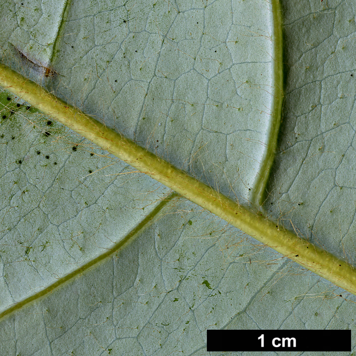 High resolution image: Family: Magnoliaceae - Genus: Magnolia - Taxon: fulva