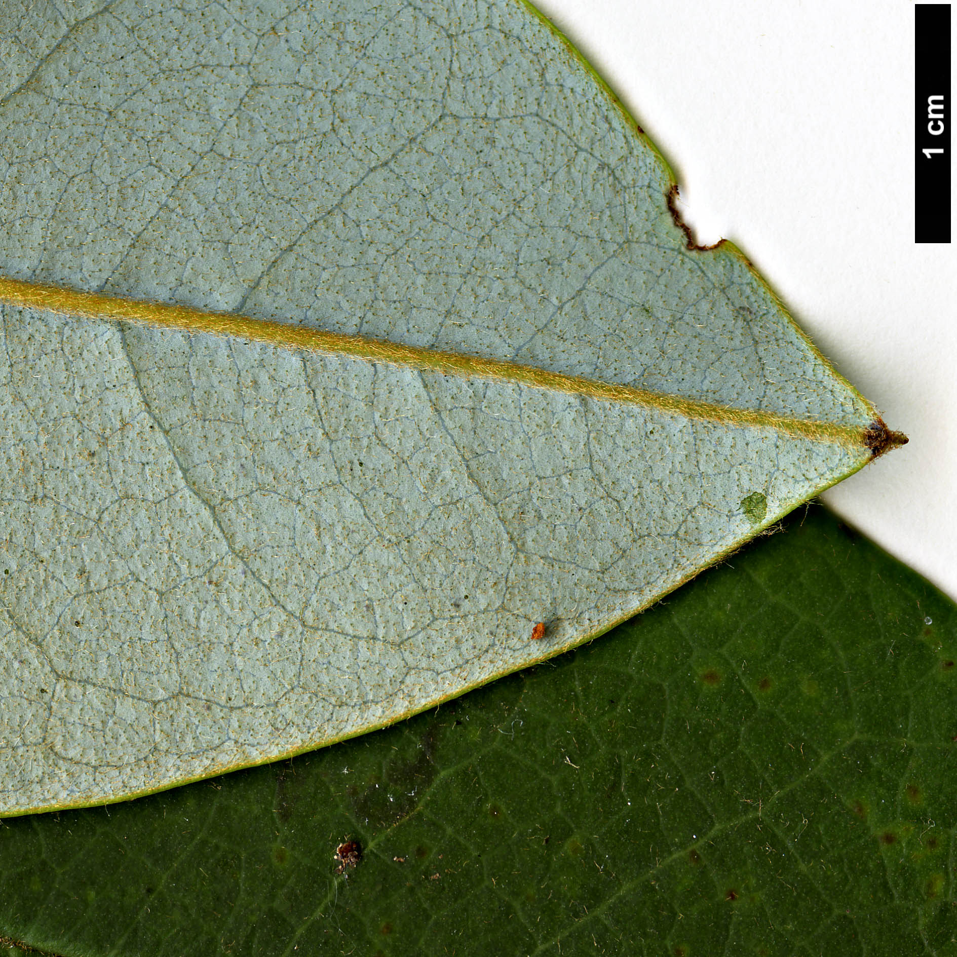 High resolution image: Family: Magnoliaceae - Genus: Magnolia - Taxon: fulva