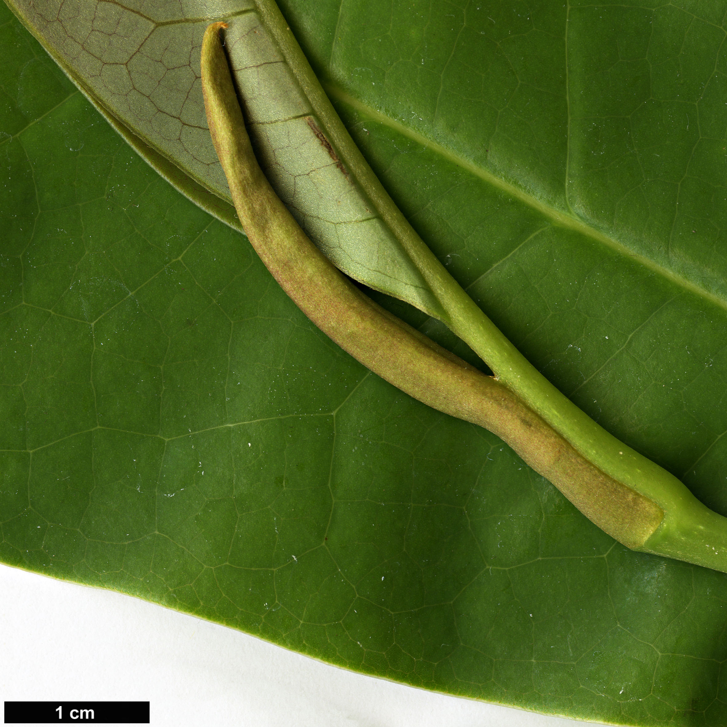 High resolution image: Family: Magnoliaceae - Genus: Magnolia - Taxon: garrettii