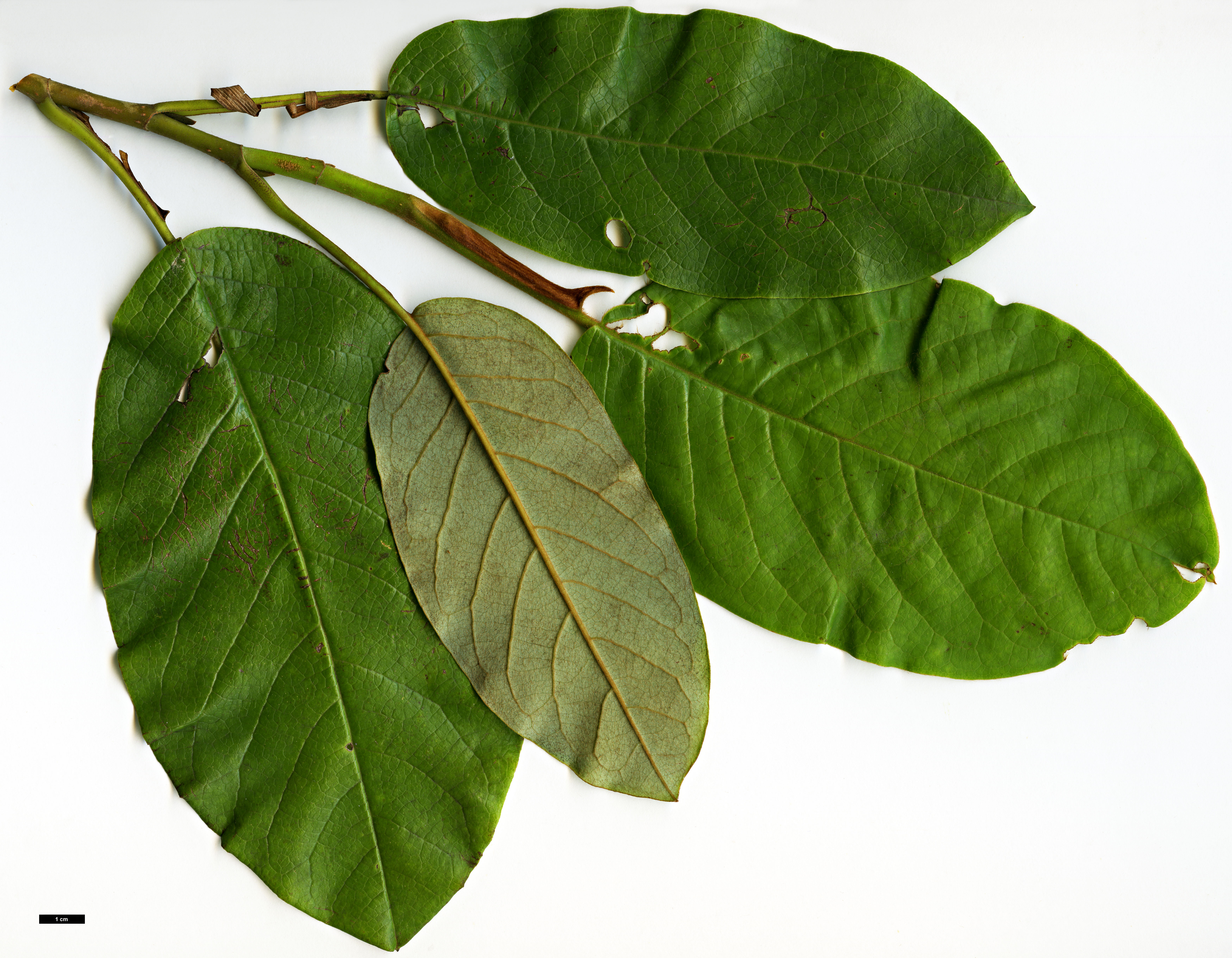 High resolution image: Family: Magnoliaceae - Genus: Magnolia - Taxon: globosa