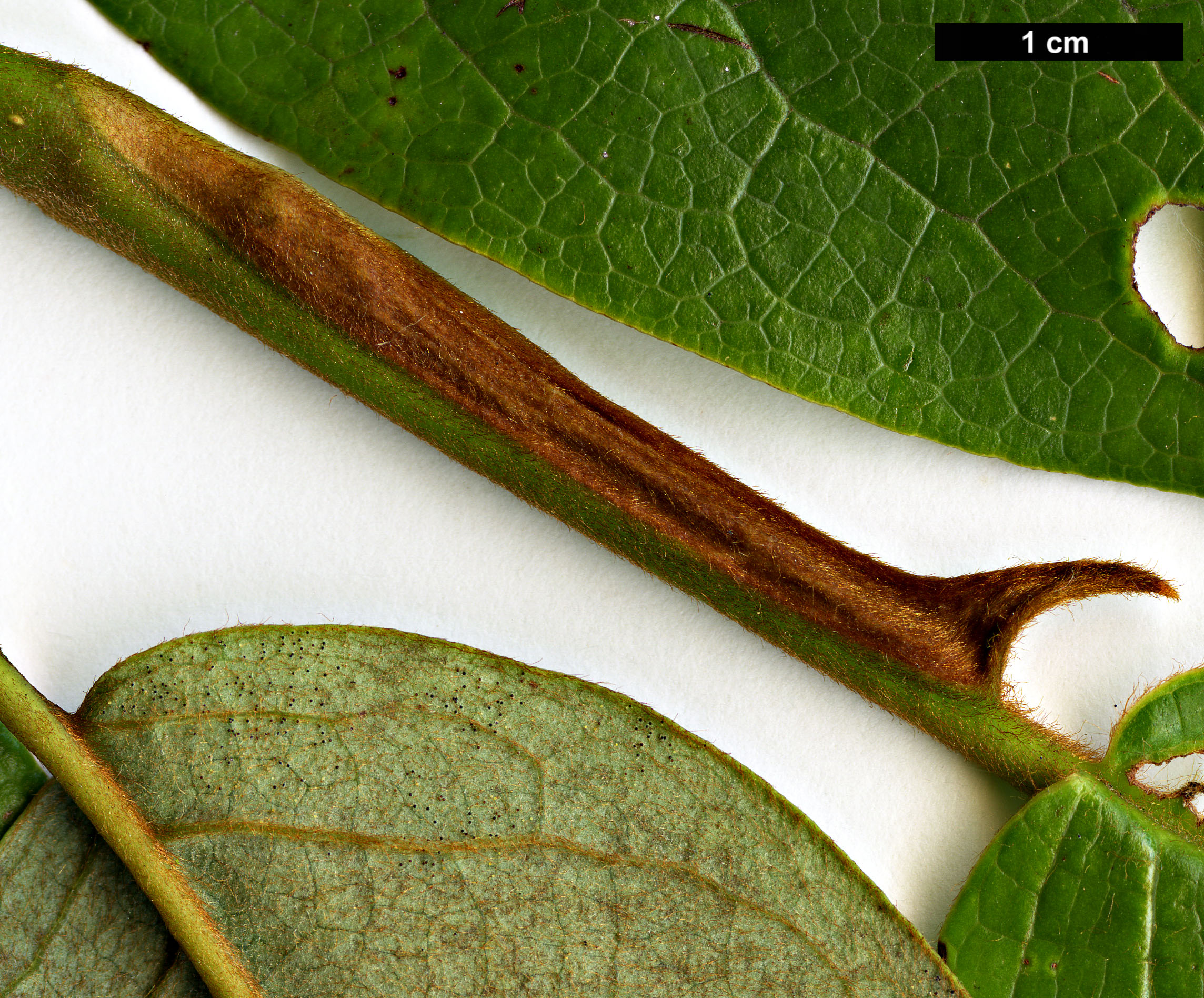 High resolution image: Family: Magnoliaceae - Genus: Magnolia - Taxon: globosa