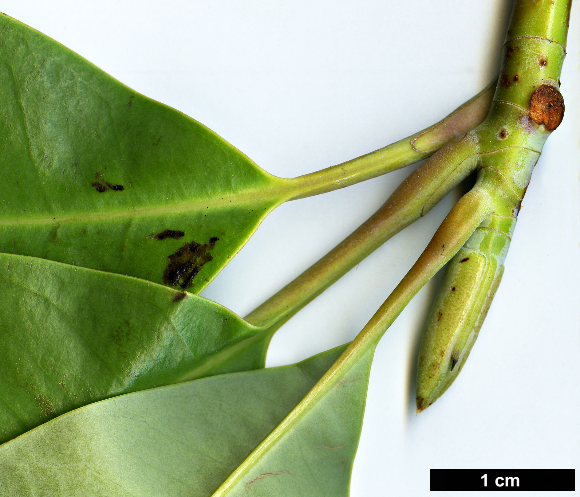 High resolution image: Family: Magnoliaceae - Genus: Magnolia - Taxon: grandis