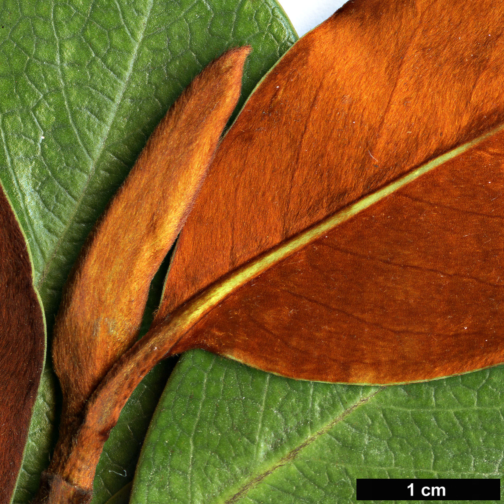 High resolution image: Family: Magnoliaceae - Genus: Magnolia - Taxon: guangdongensis