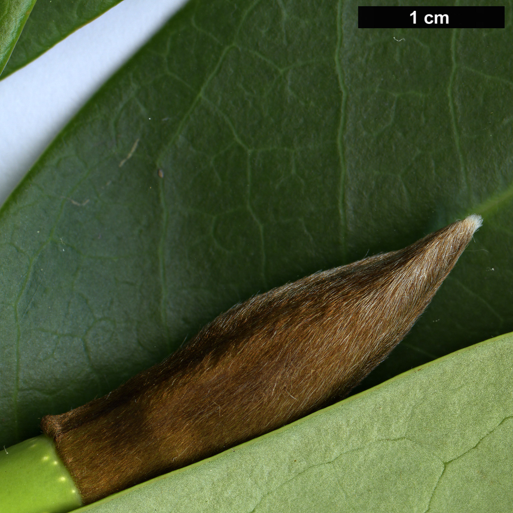 High resolution image: Family: Magnoliaceae - Genus: Magnolia - Taxon: guangnanica