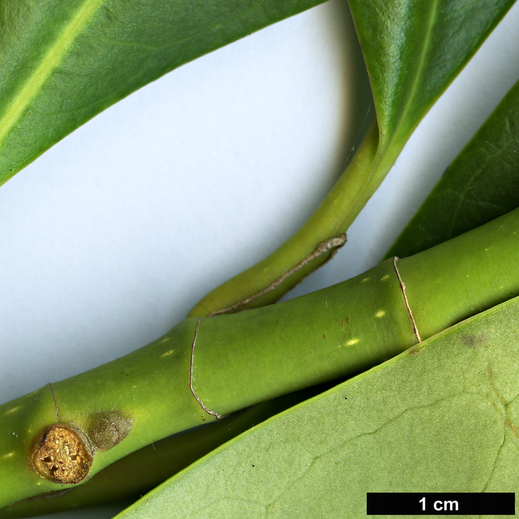 High resolution image: Family: Magnoliaceae - Genus: Magnolia - Taxon: guangnanica