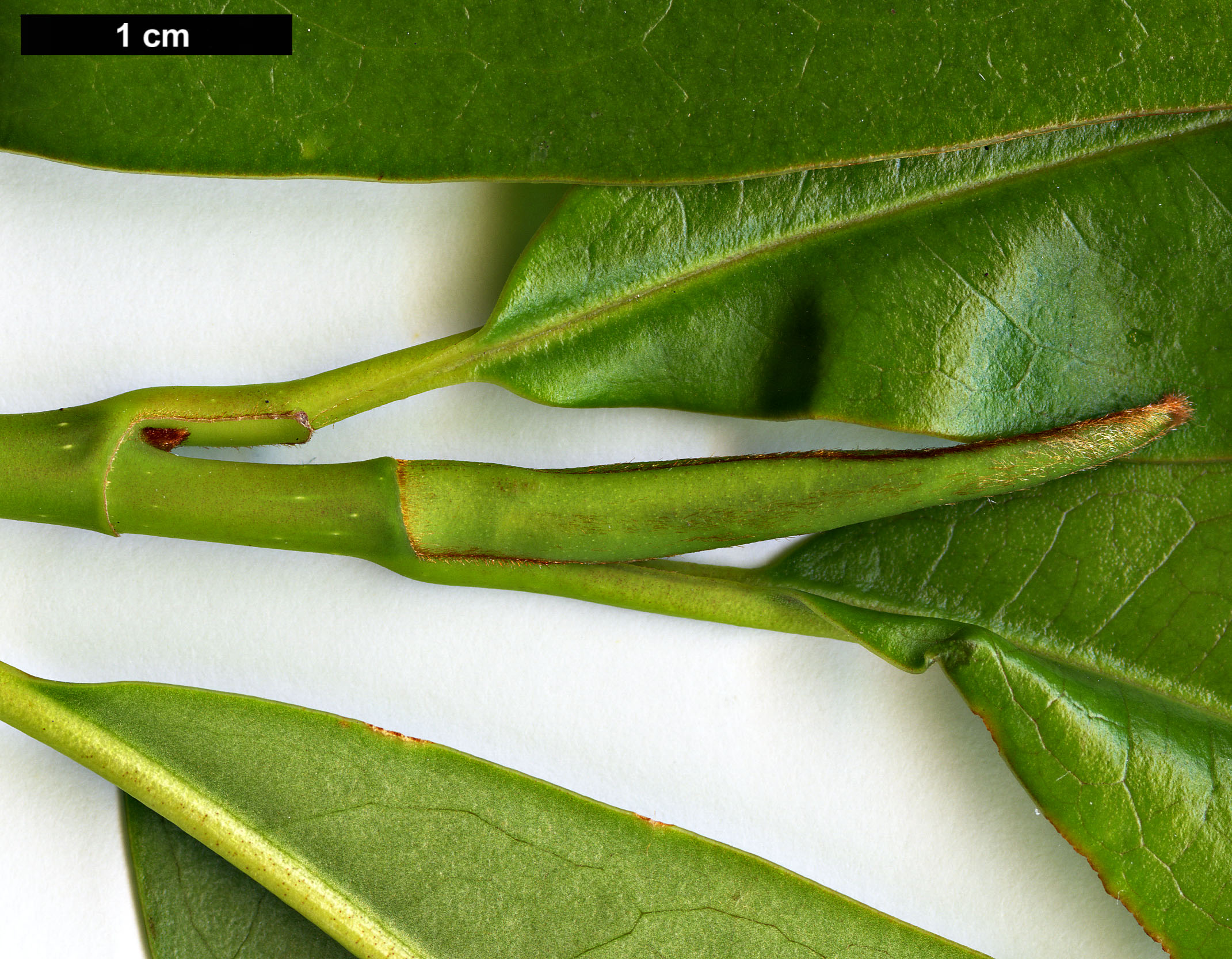 High resolution image: Family: Magnoliaceae - Genus: Magnolia - Taxon: hookeri