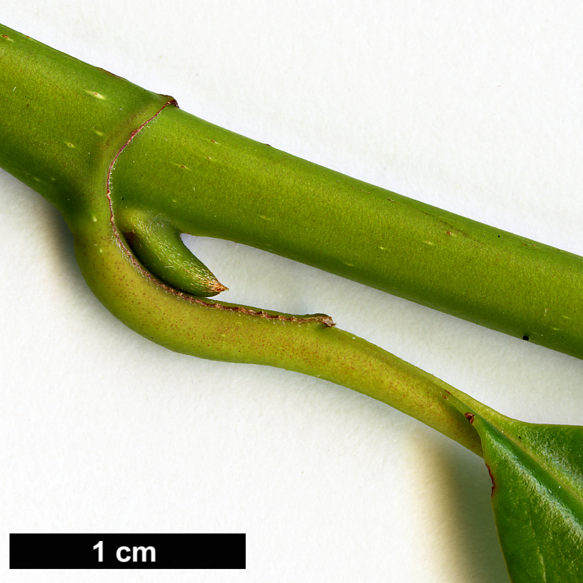 High resolution image: Family: Magnoliaceae - Genus: Magnolia - Taxon: hookeri