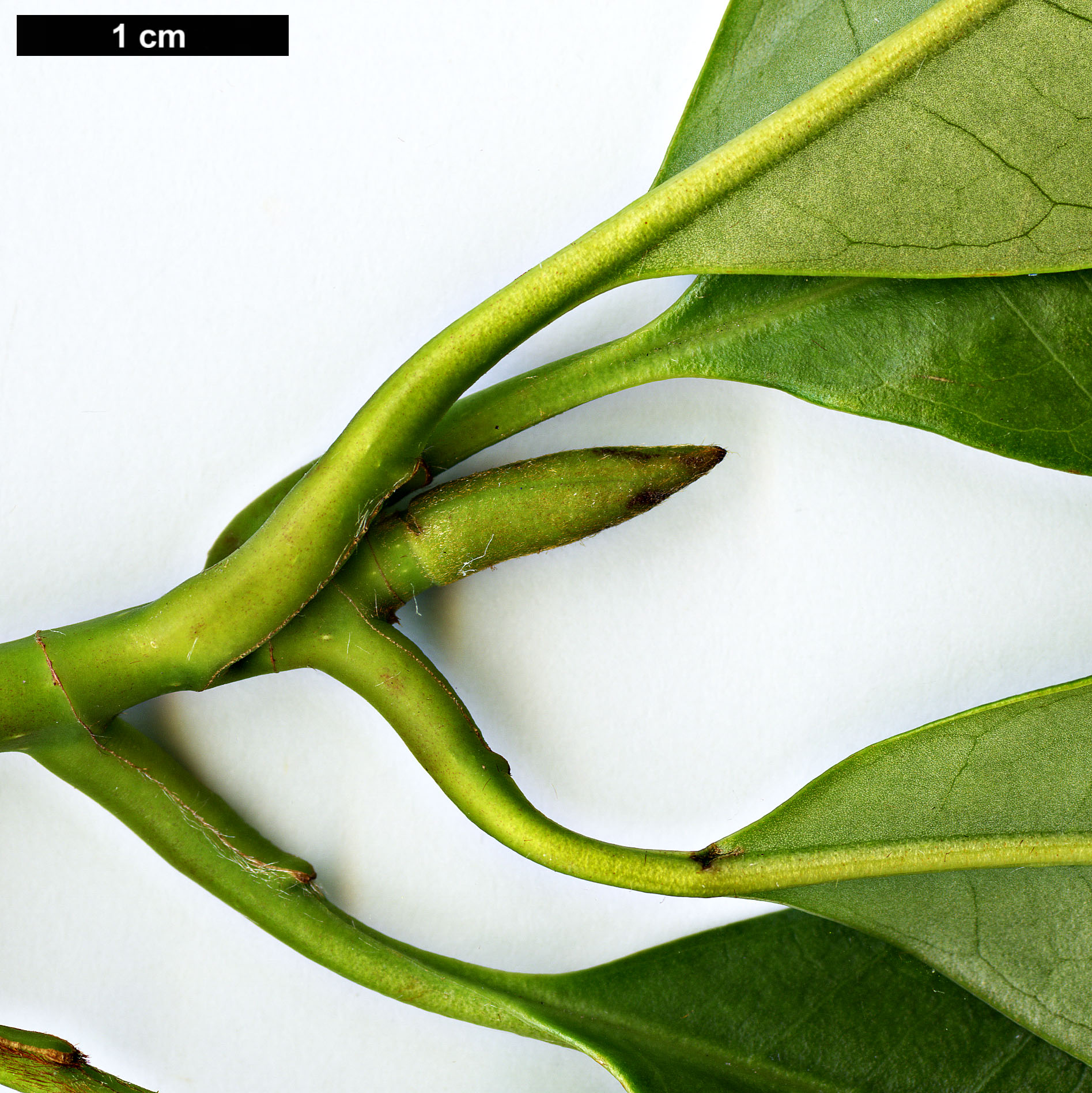 High resolution image: Family: Magnoliaceae - Genus: Magnolia - Taxon: insignis