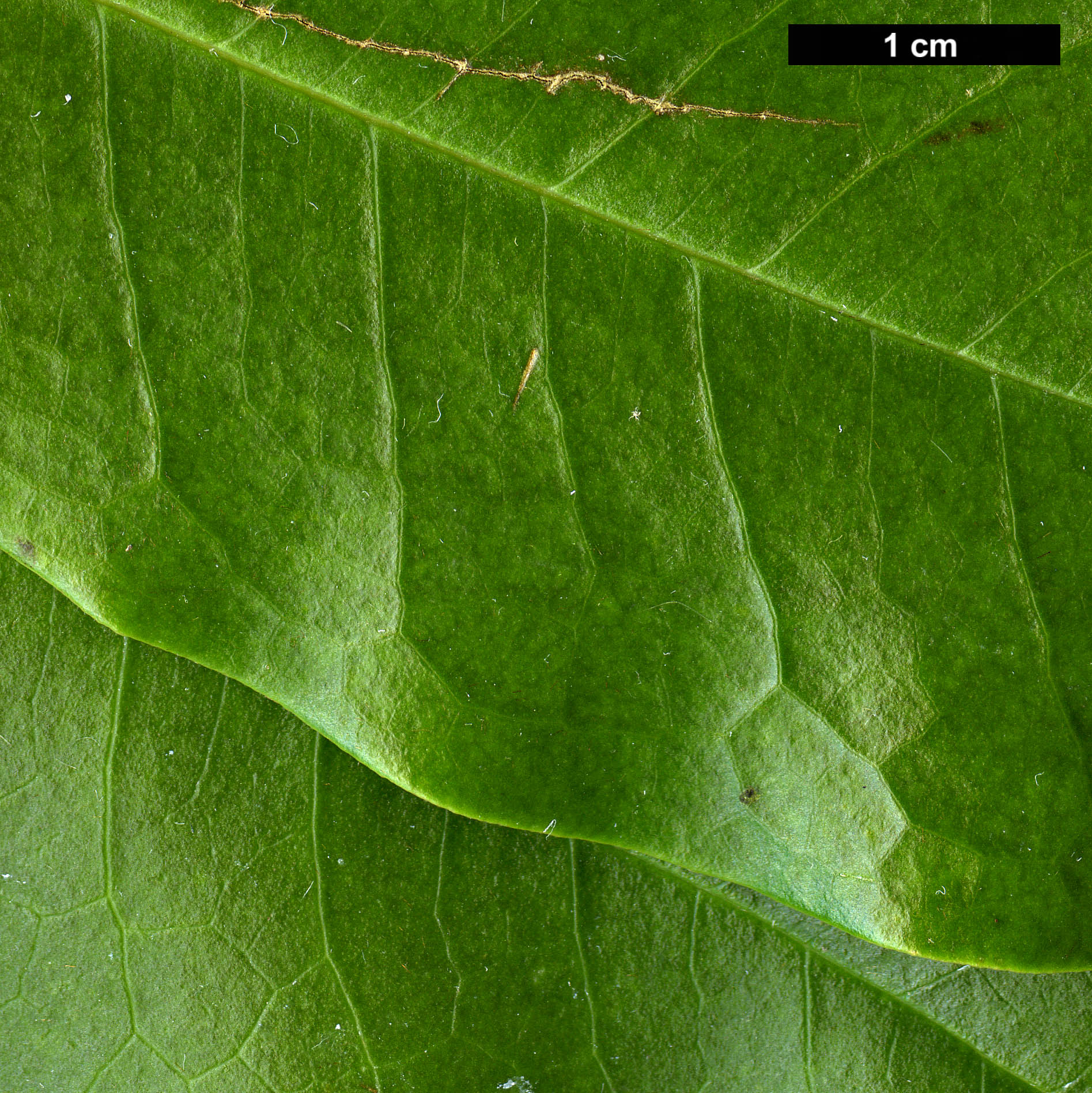 High resolution image: Family: Magnoliaceae - Genus: Magnolia - Taxon: insignis