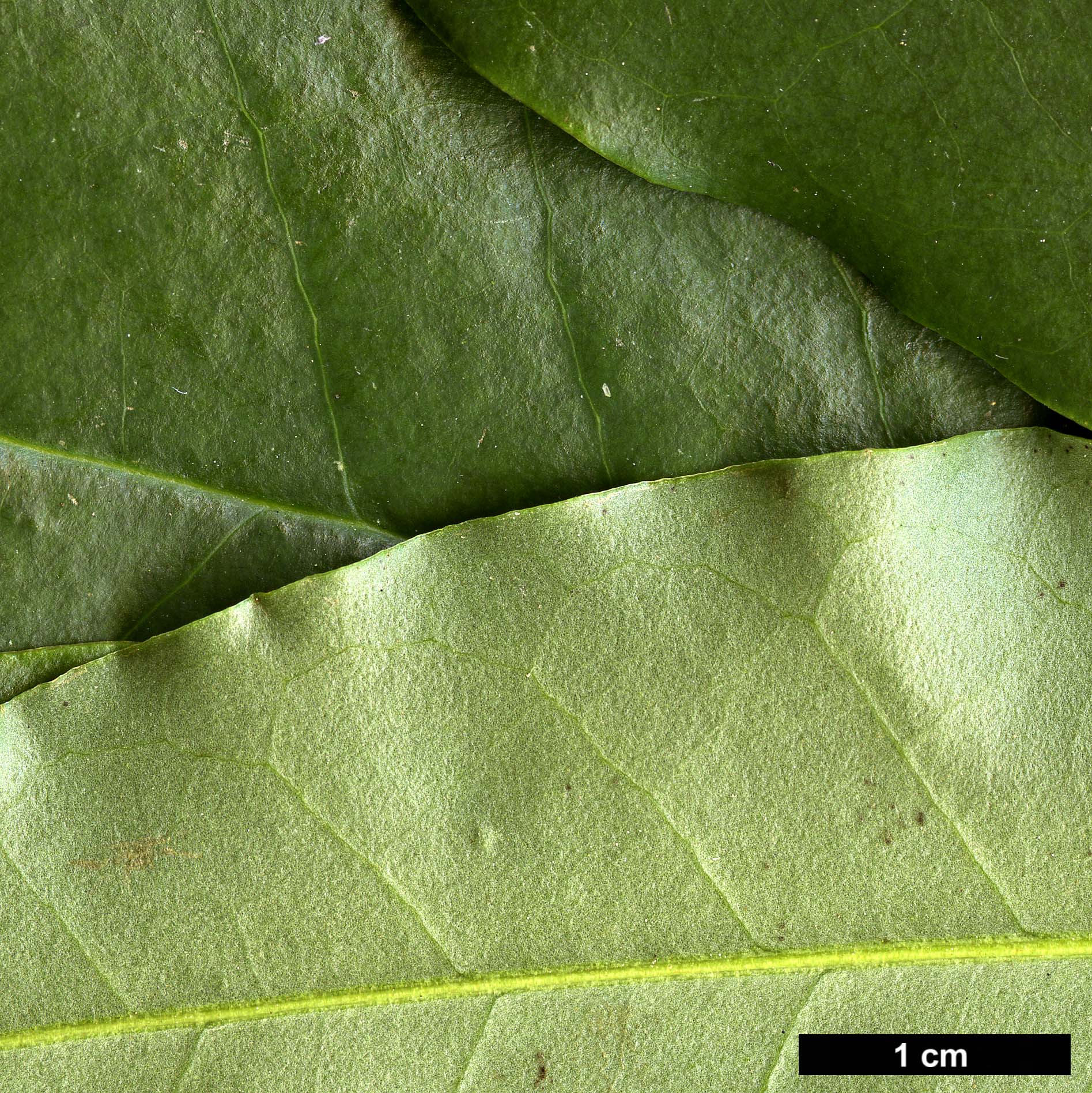 High resolution image: Family: Magnoliaceae - Genus: Magnolia - Taxon: insignis