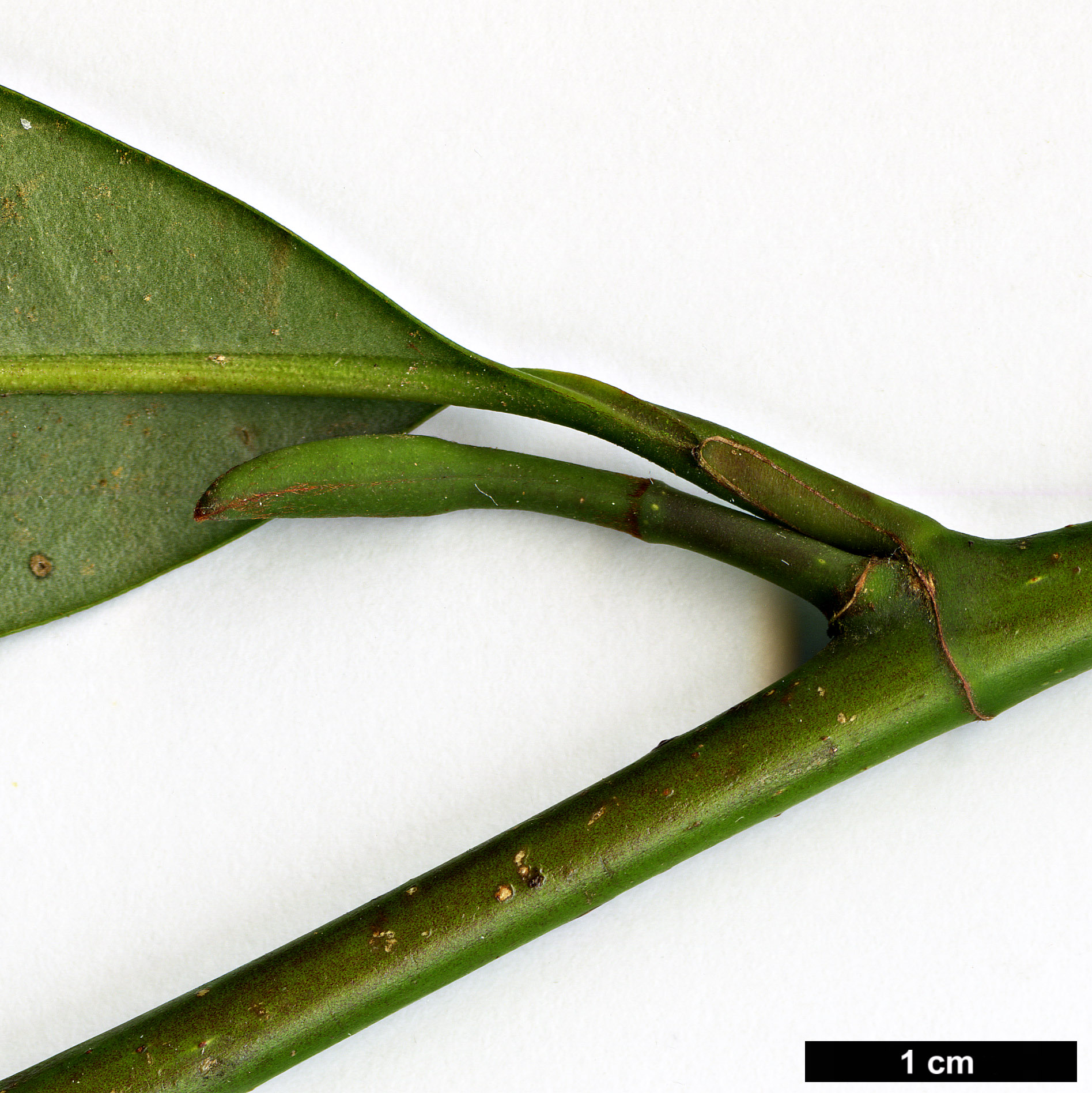 High resolution image: Family: Magnoliaceae - Genus: Magnolia - Taxon: insignis