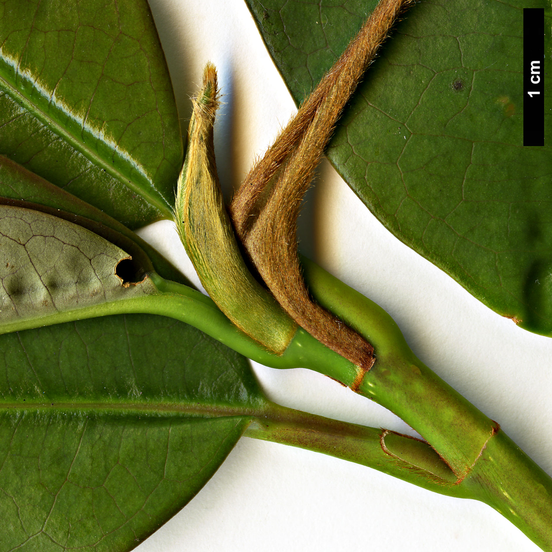 High resolution image: Family: Magnoliaceae - Genus: Magnolia - Taxon: insignis