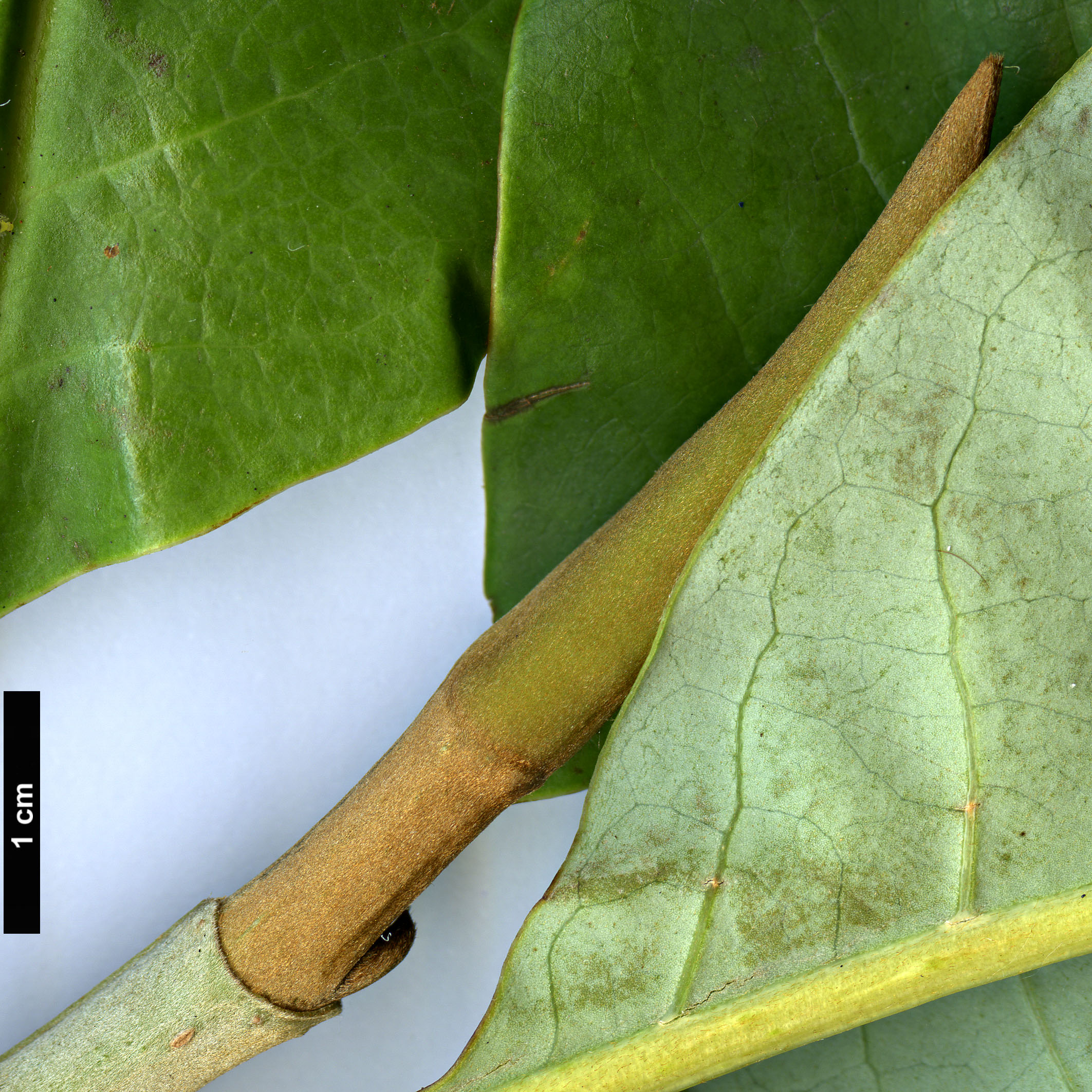 High resolution image: Family: Magnoliaceae - Genus: Magnolia - Taxon: kachinensis