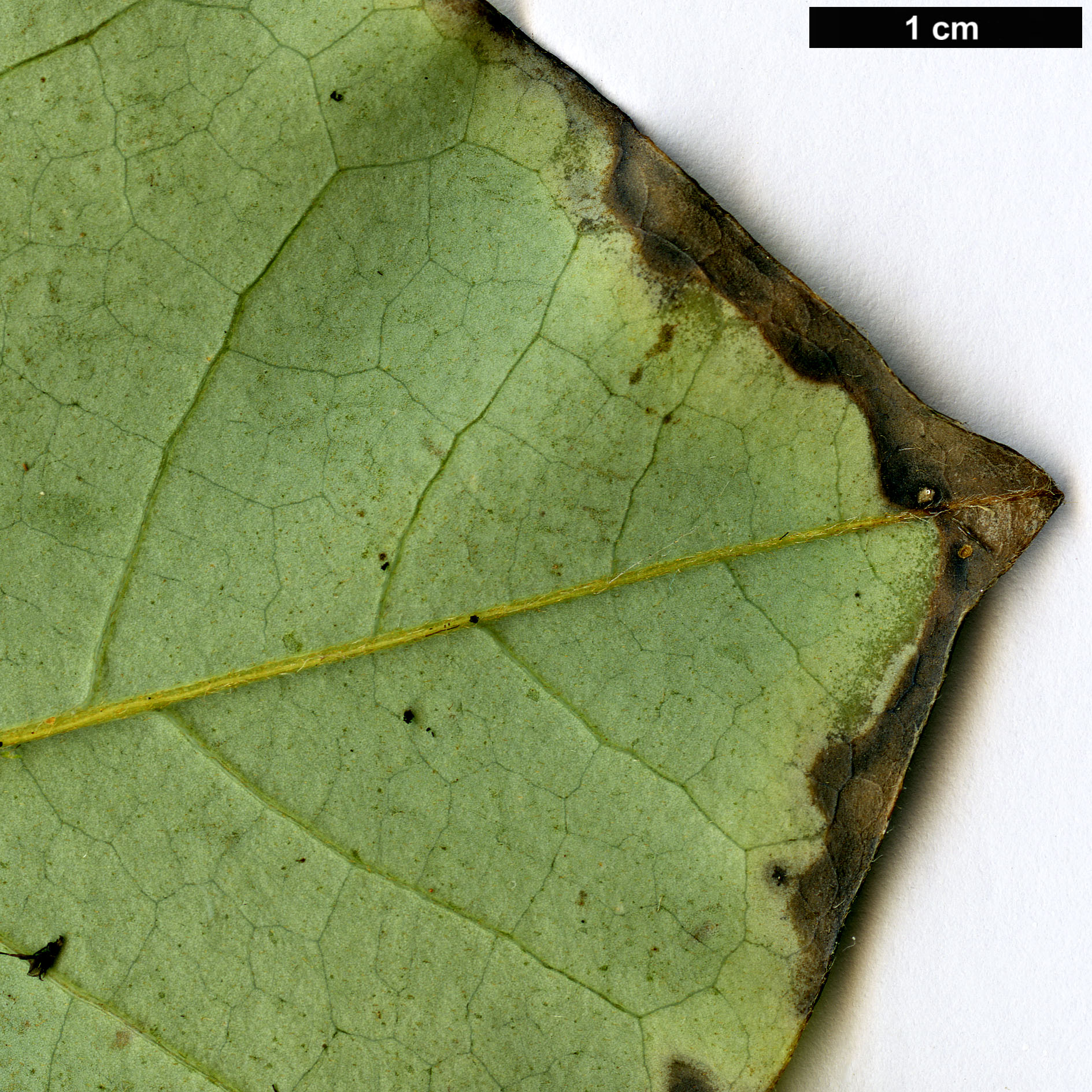 High resolution image: Family: Magnoliaceae - Genus: Magnolia - Taxon: kachinensis