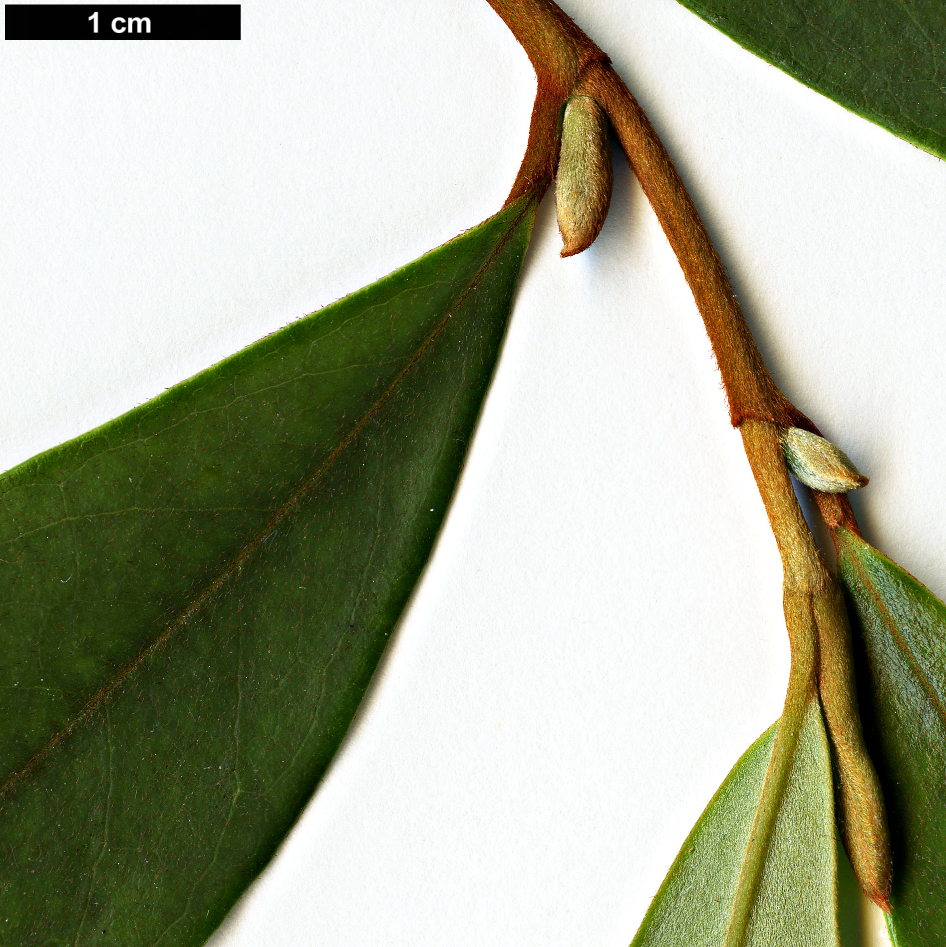 High resolution image: Family: Magnoliaceae - Genus: Magnolia - Taxon: laevifolia