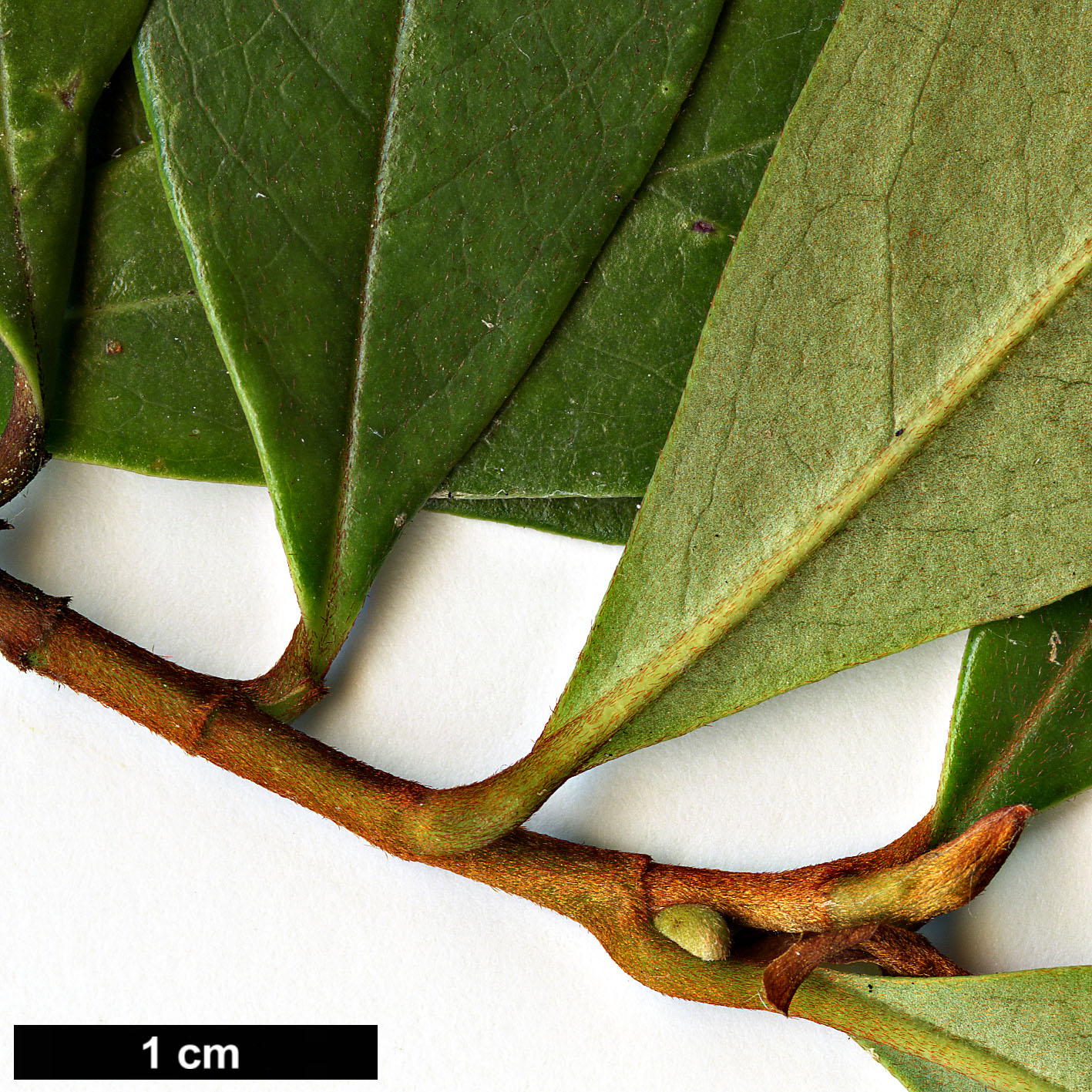 High resolution image: Family: Magnoliaceae - Genus: Magnolia - Taxon: laevifolia