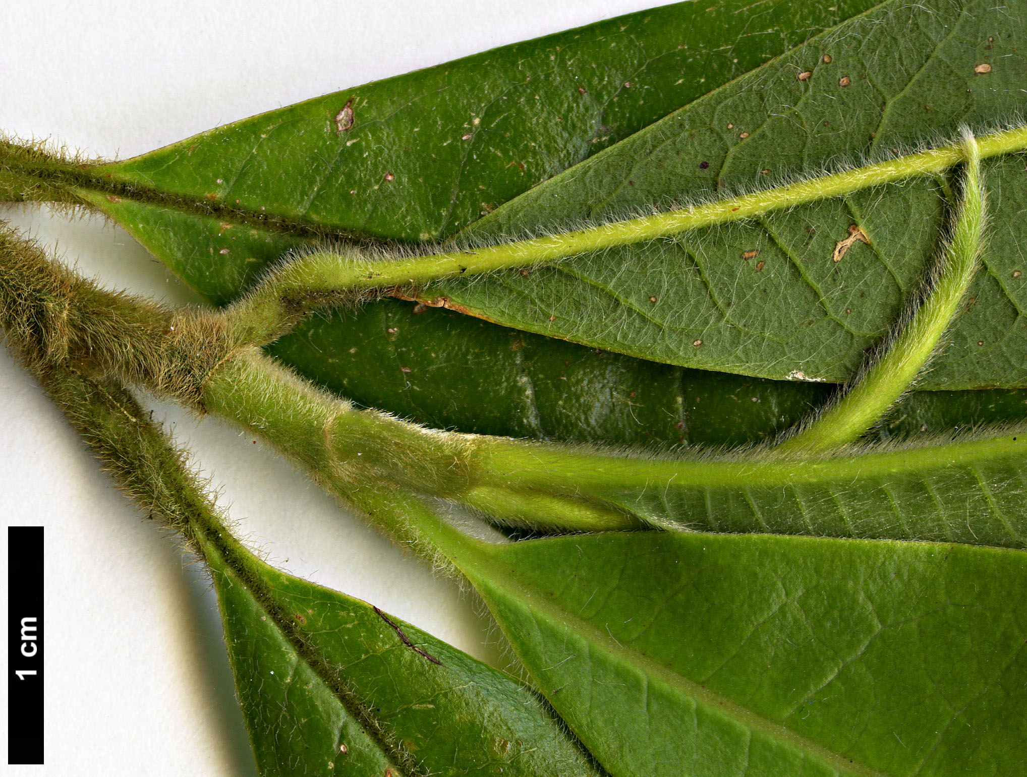 High resolution image: Family: Magnoliaceae - Genus: Magnolia - Taxon: lanuginosa