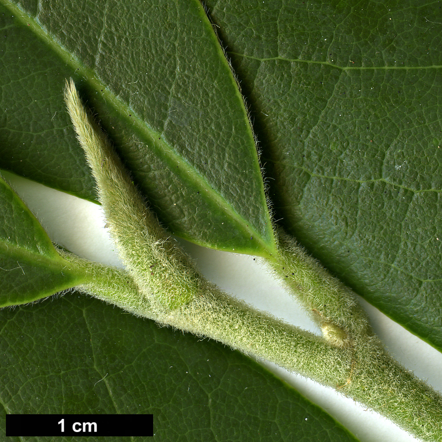 High resolution image: Family: Magnoliaceae - Genus: Magnolia - Taxon: lanuginosa