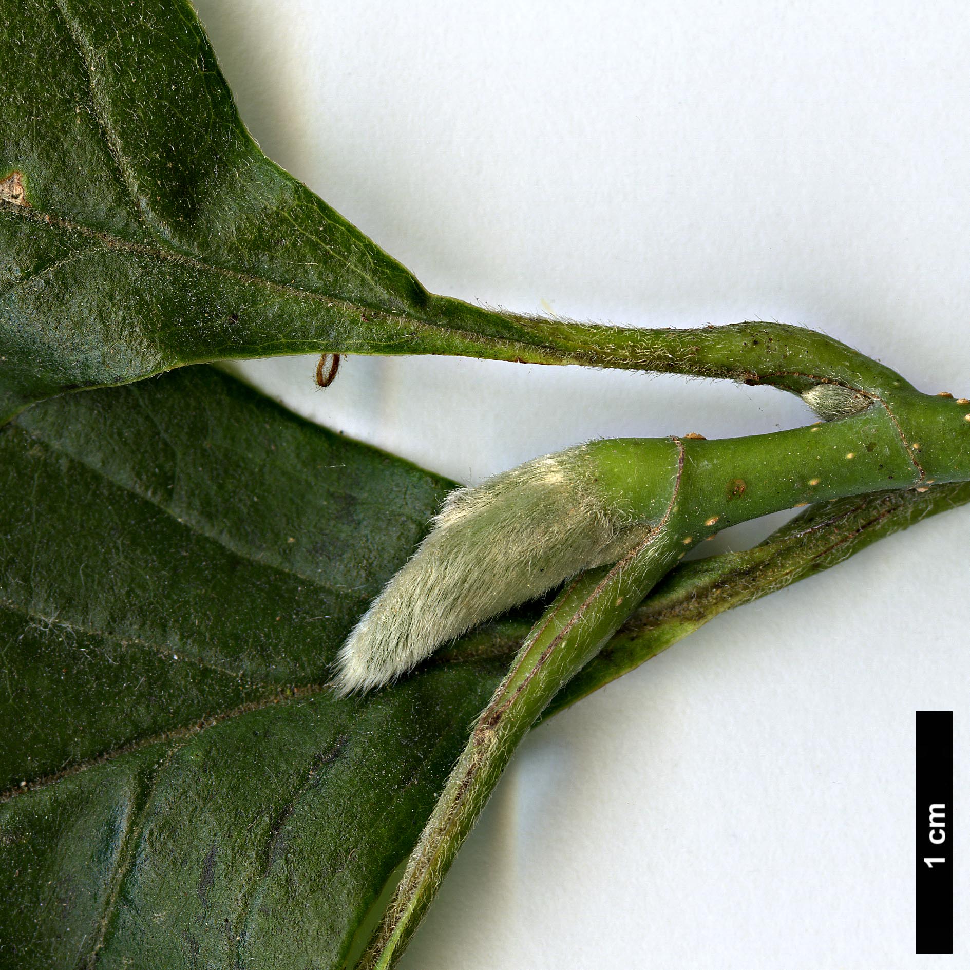 High resolution image: Family: Magnoliaceae - Genus: Magnolia - Taxon: liliiflora