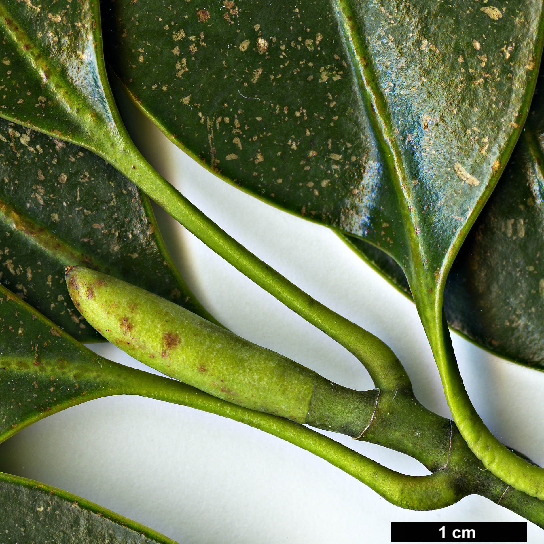 High resolution image: Family: Magnoliaceae - Genus: Magnolia - Taxon: lotungensis