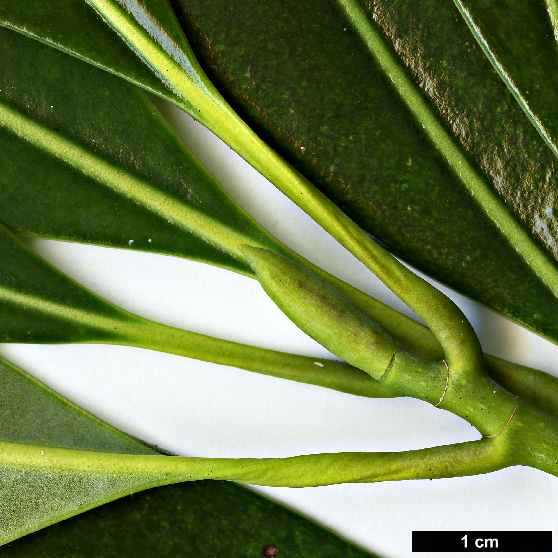 High resolution image: Family: Magnoliaceae - Genus: Magnolia - Taxon: lotungensis