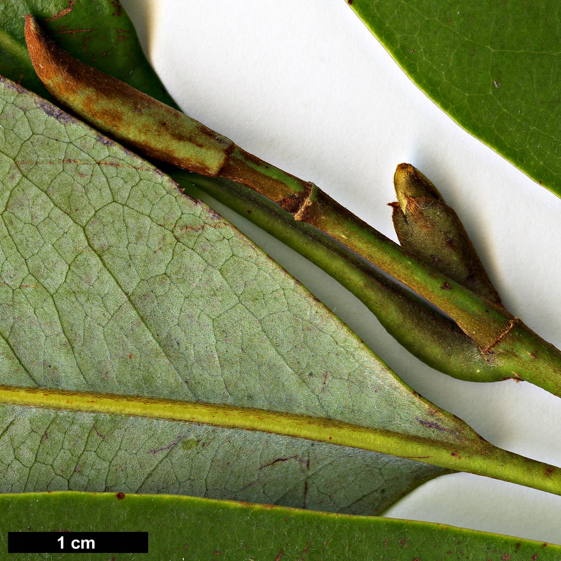 High resolution image: Family: Magnoliaceae - Genus: Magnolia - Taxon: macclurei