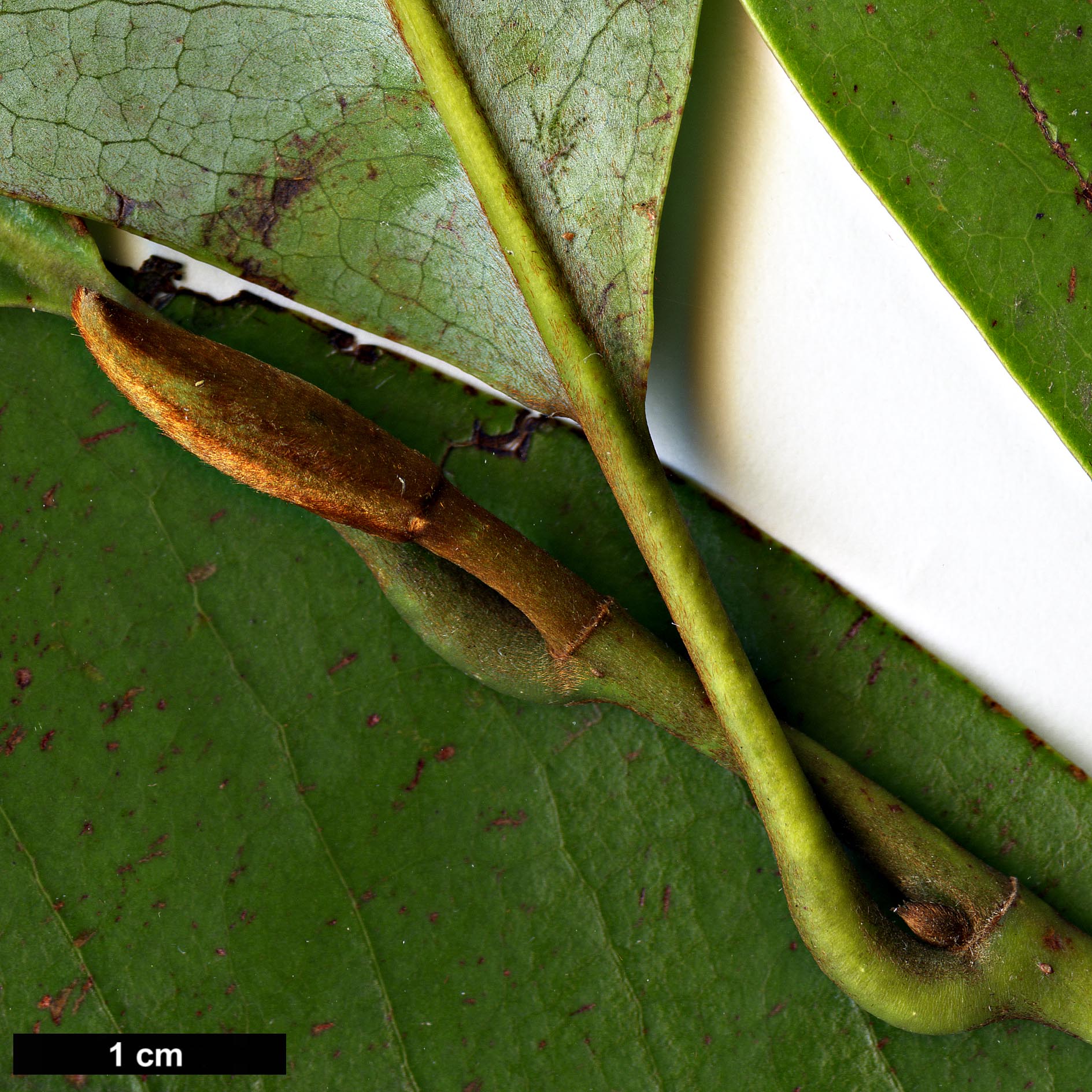 High resolution image: Family: Magnoliaceae - Genus: Magnolia - Taxon: macclurei