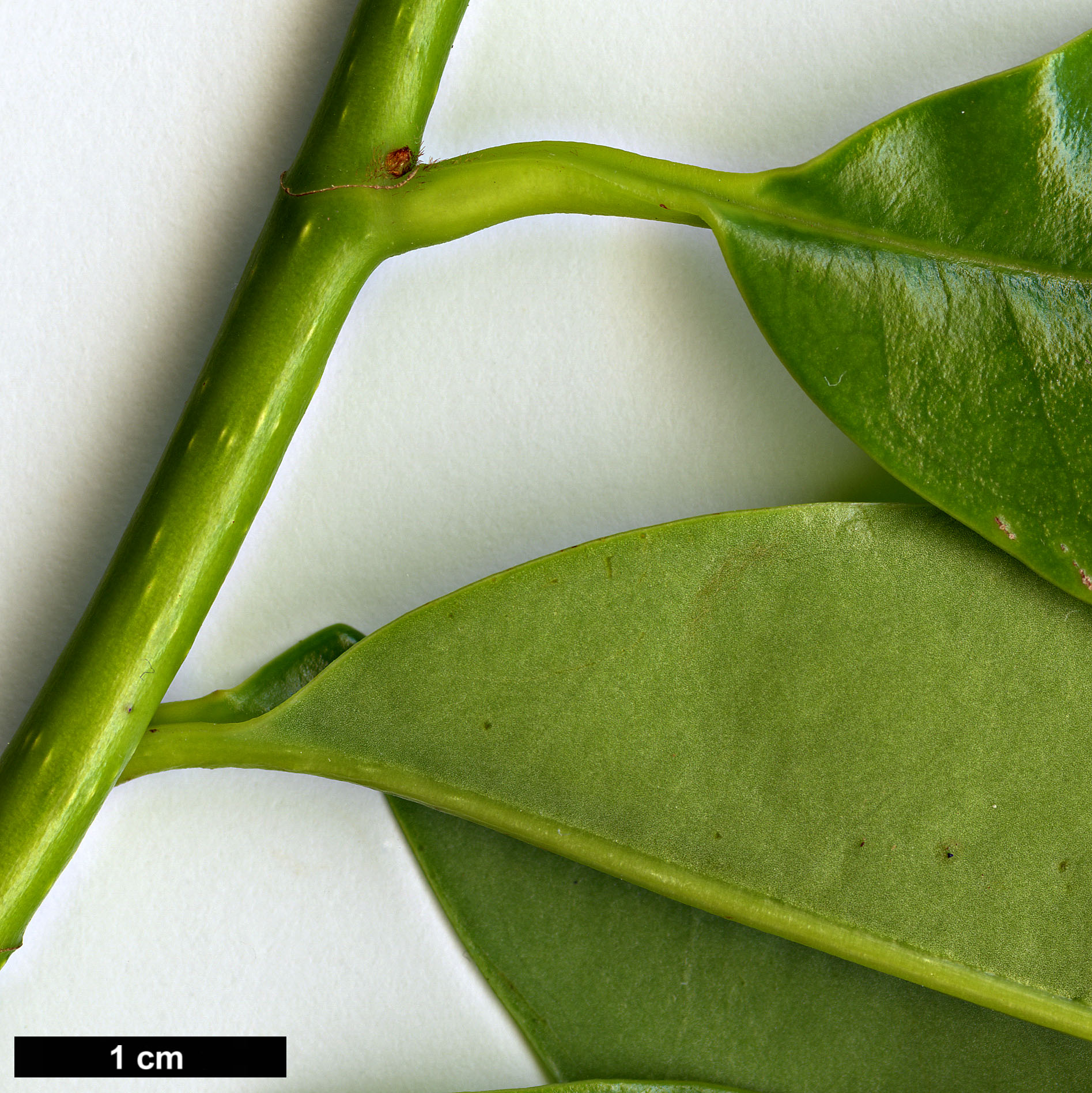 High resolution image: Family: Magnoliaceae - Genus: Magnolia - Taxon: martini