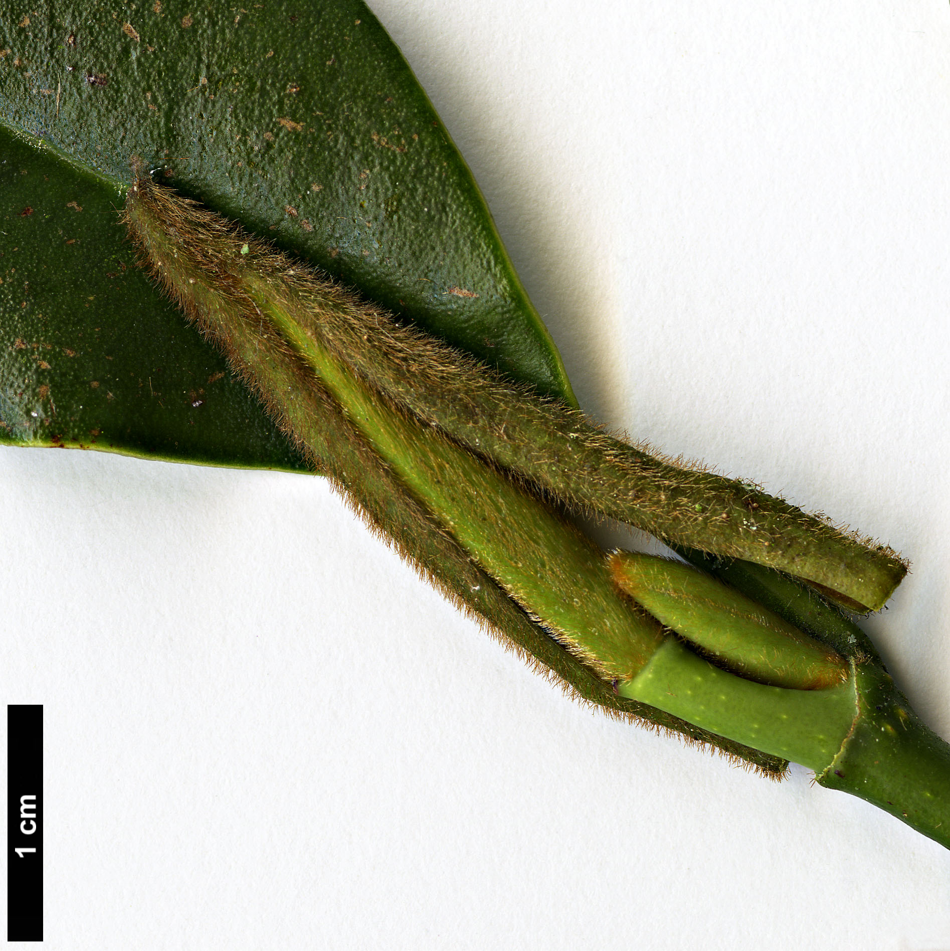 High resolution image: Family: Magnoliaceae - Genus: Magnolia - Taxon: martini