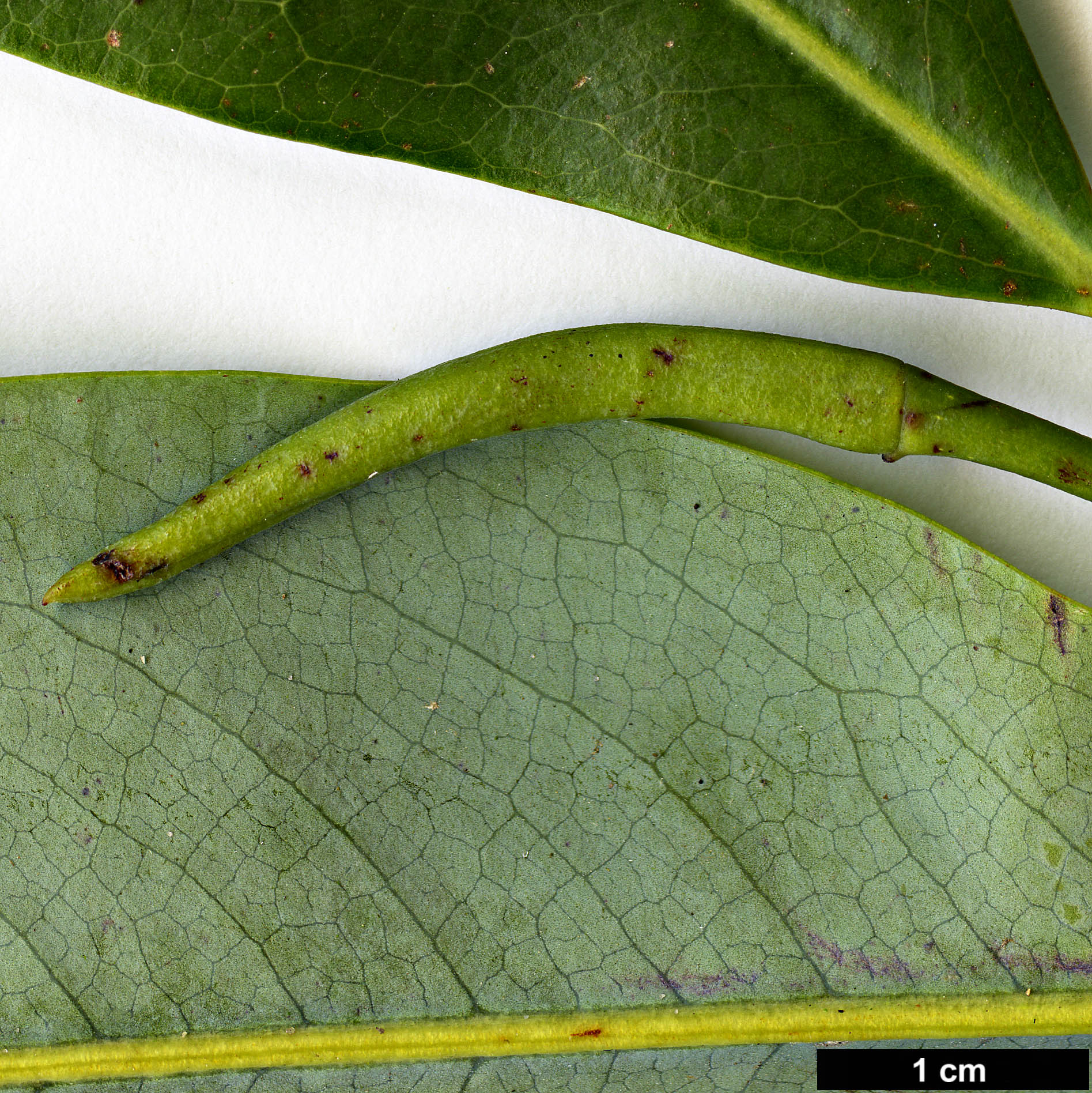 High resolution image: Family: Magnoliaceae - Genus: Magnolia - Taxon: maudiae