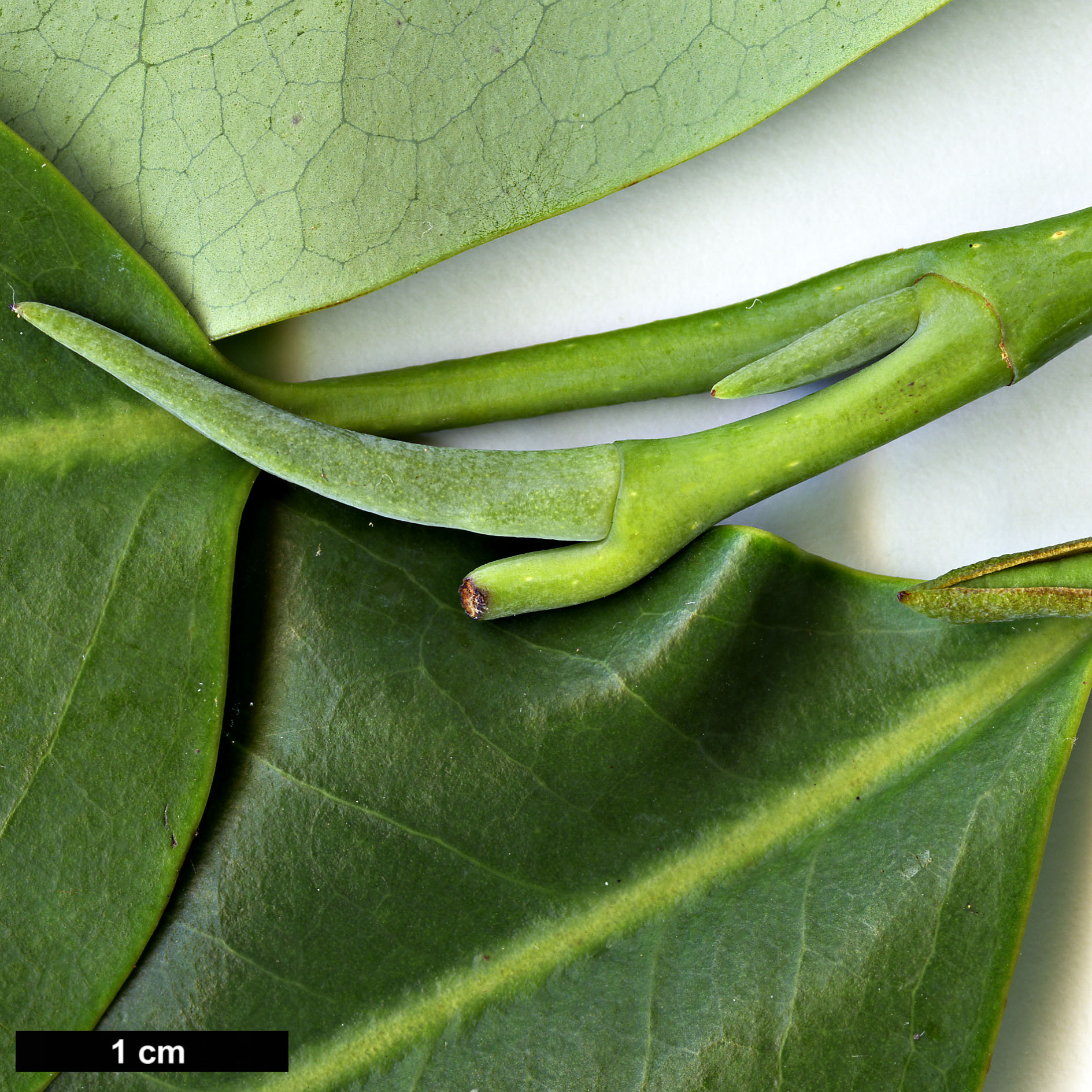 High resolution image: Family: Magnoliaceae - Genus: Magnolia - Taxon: maudiae