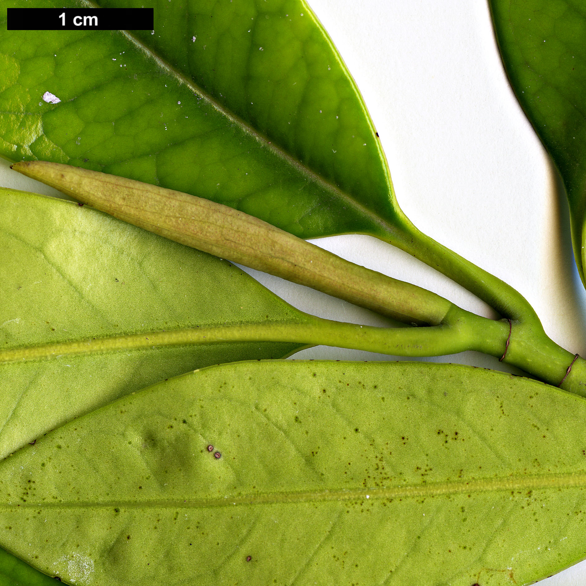 High resolution image: Family: Magnoliaceae - Genus: Magnolia - Taxon: nitida