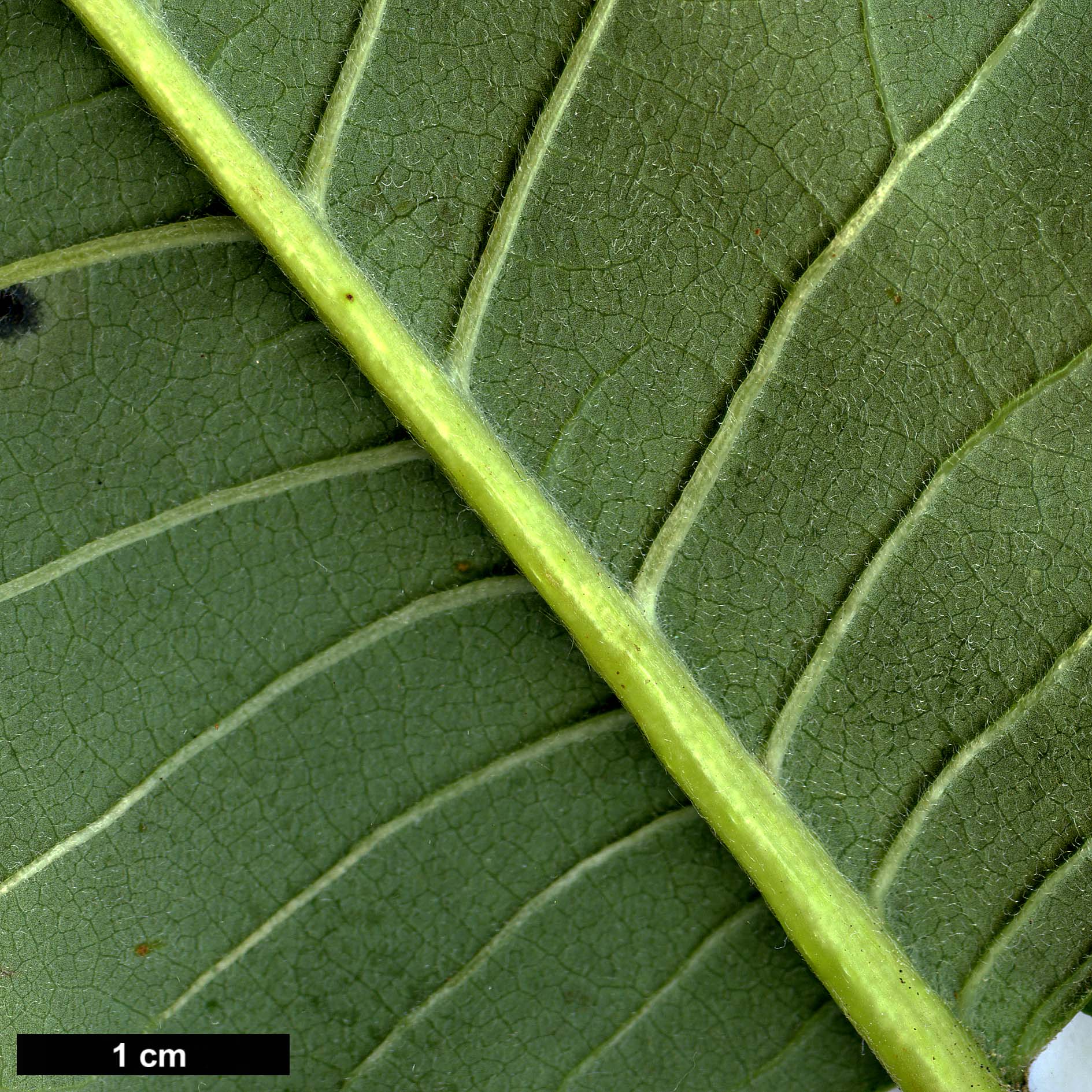 High resolution image: Family: Magnoliaceae - Genus: Magnolia - Taxon: obovata