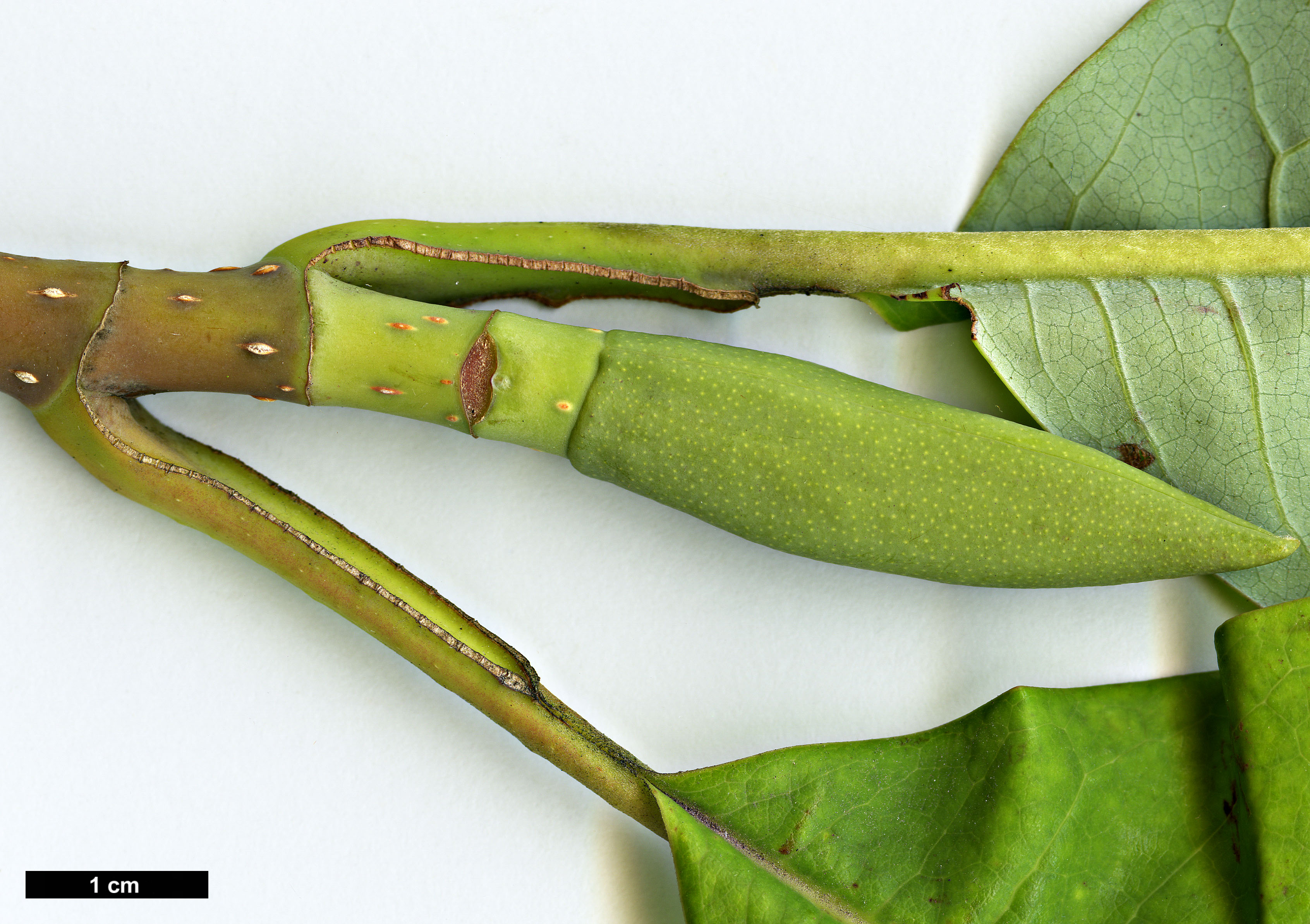 High resolution image: Family: Magnoliaceae - Genus: Magnolia - Taxon: obovata