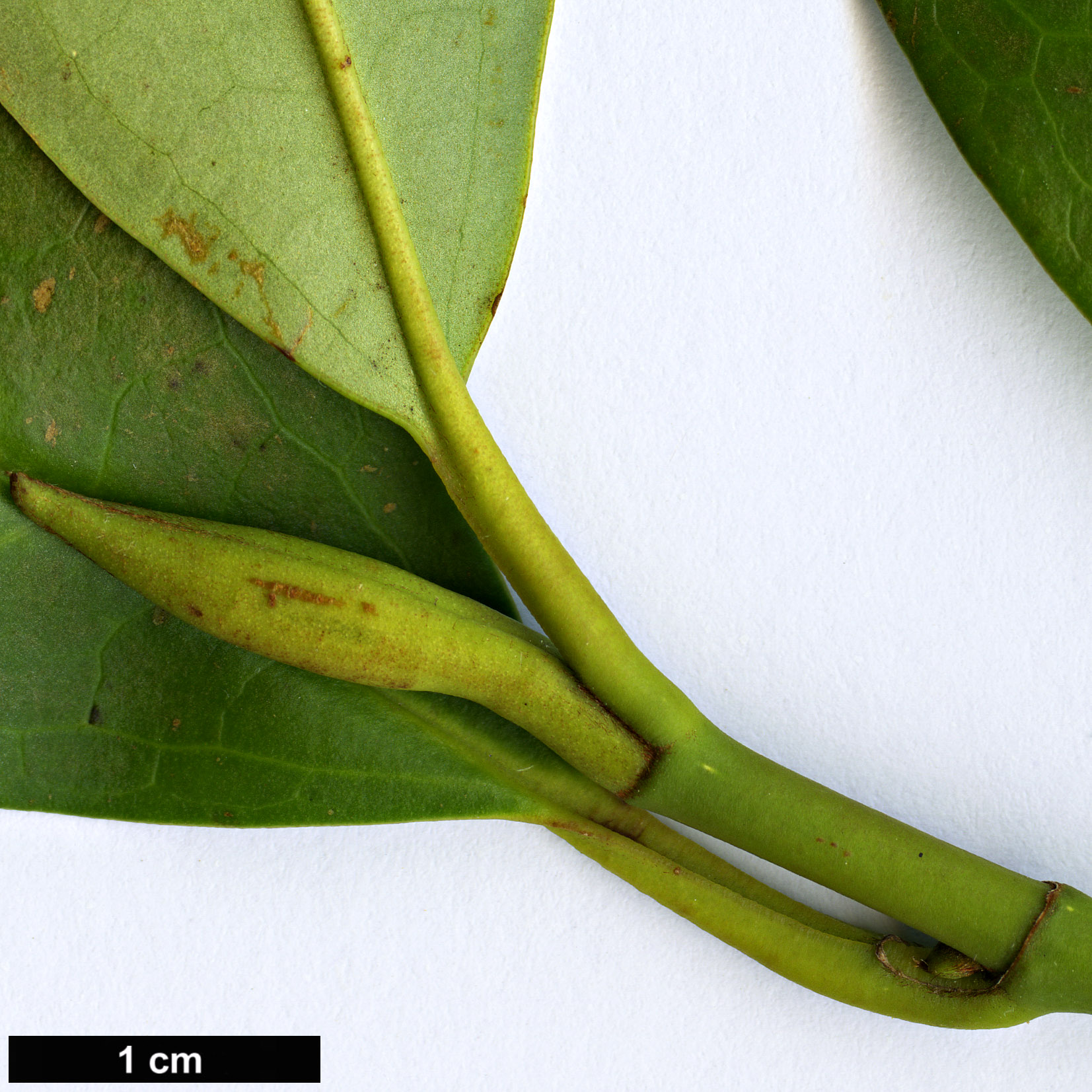 High resolution image: Family: Magnoliaceae - Genus: Magnolia - Taxon: patungensis