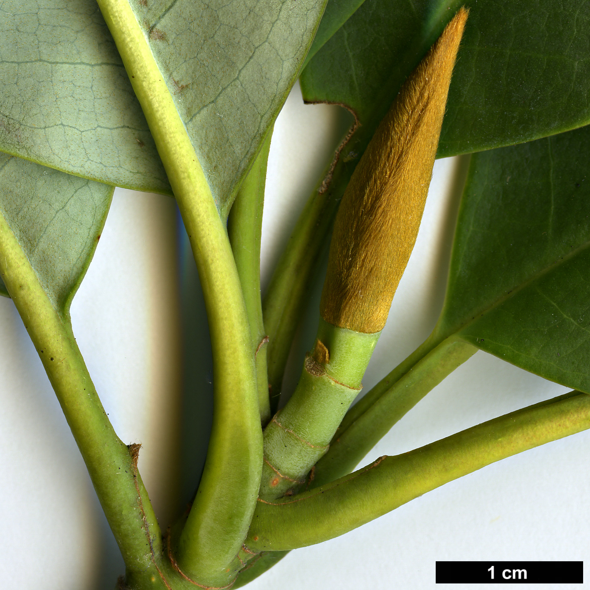 High resolution image: Family: Magnoliaceae - Genus: Magnolia - Taxon: sapaensis