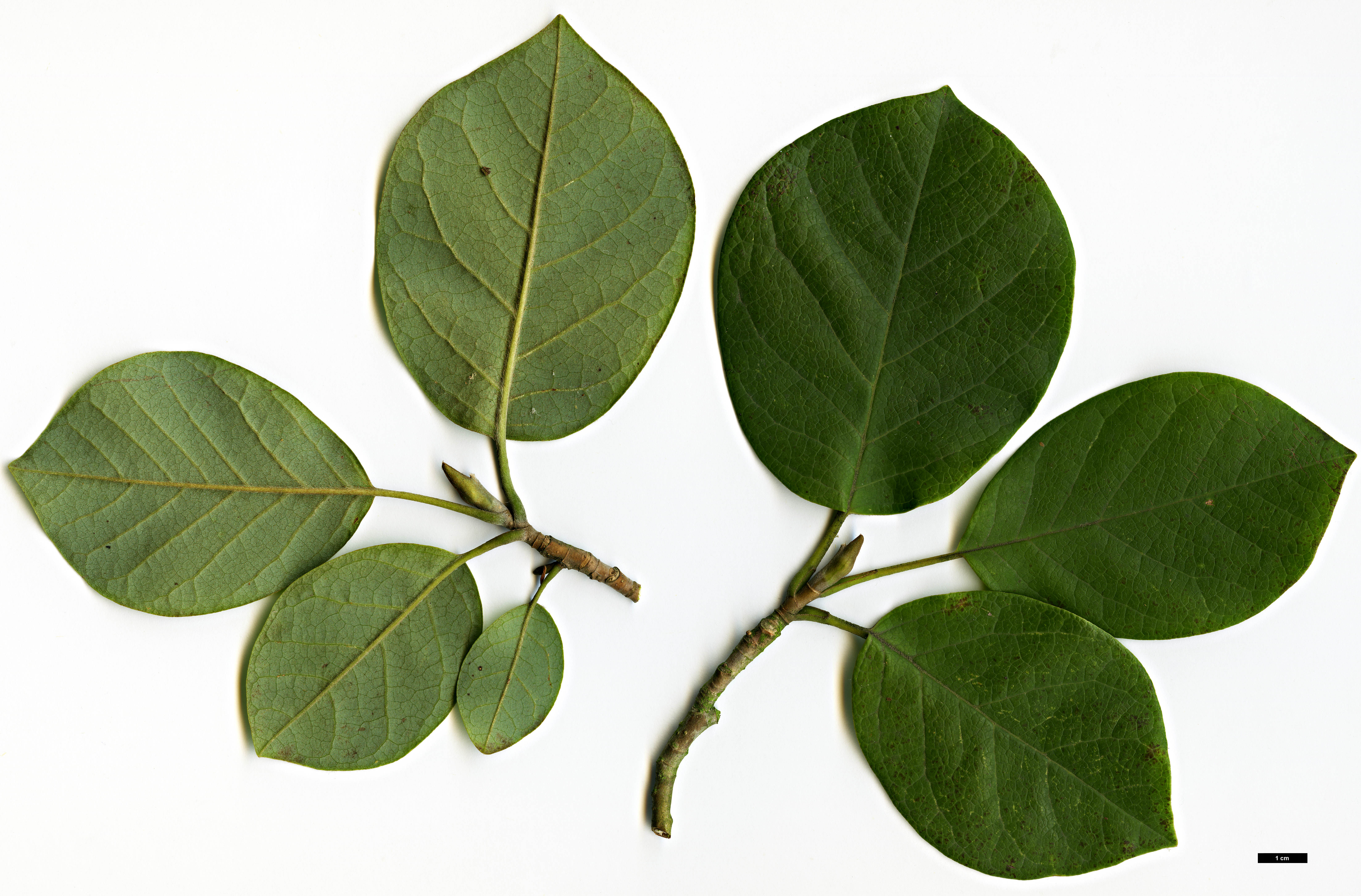 High resolution image: Family: Magnoliaceae - Genus: Magnolia - Taxon: sieboldii