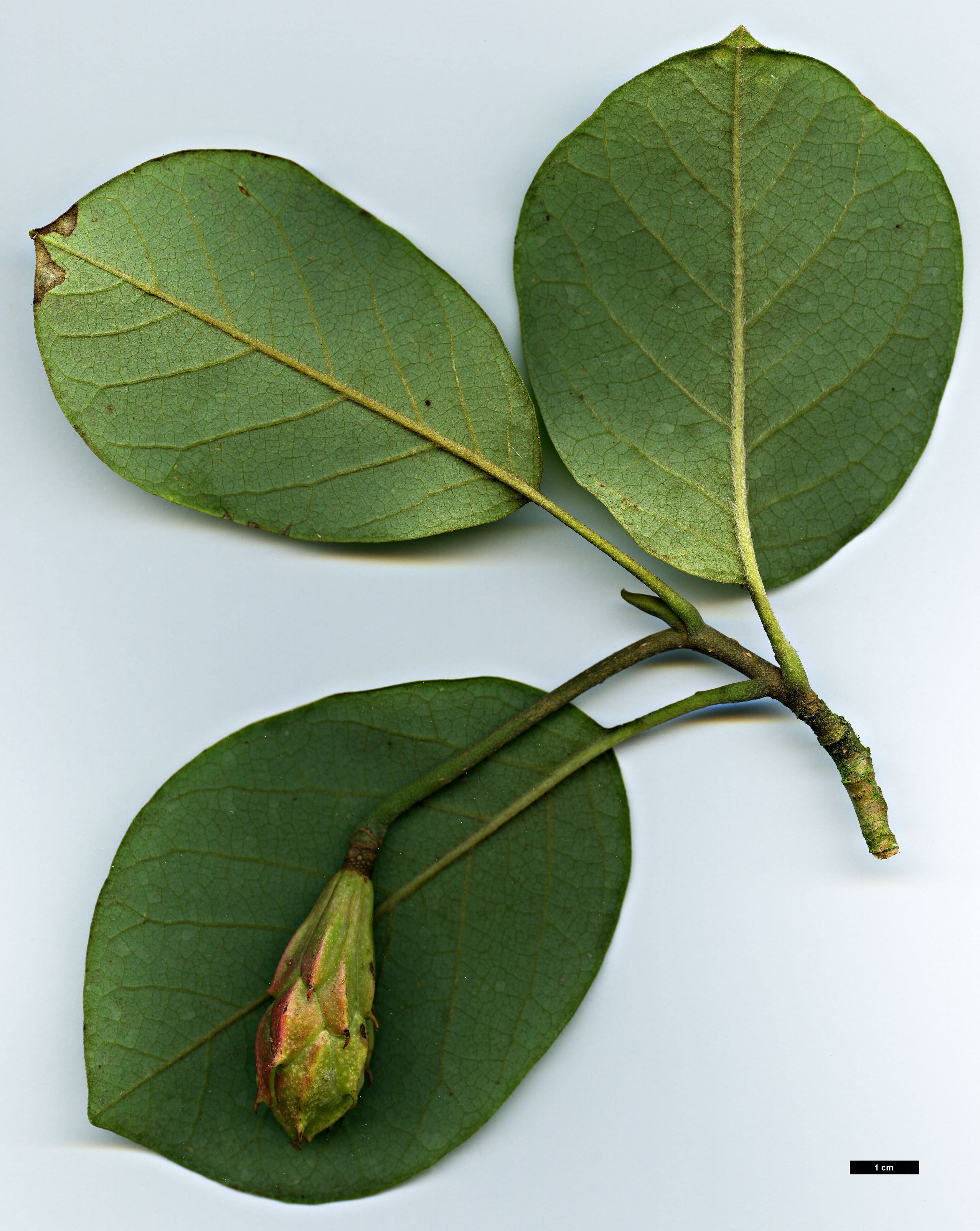 High resolution image: Family: Magnoliaceae - Genus: Magnolia - Taxon: sieboldii